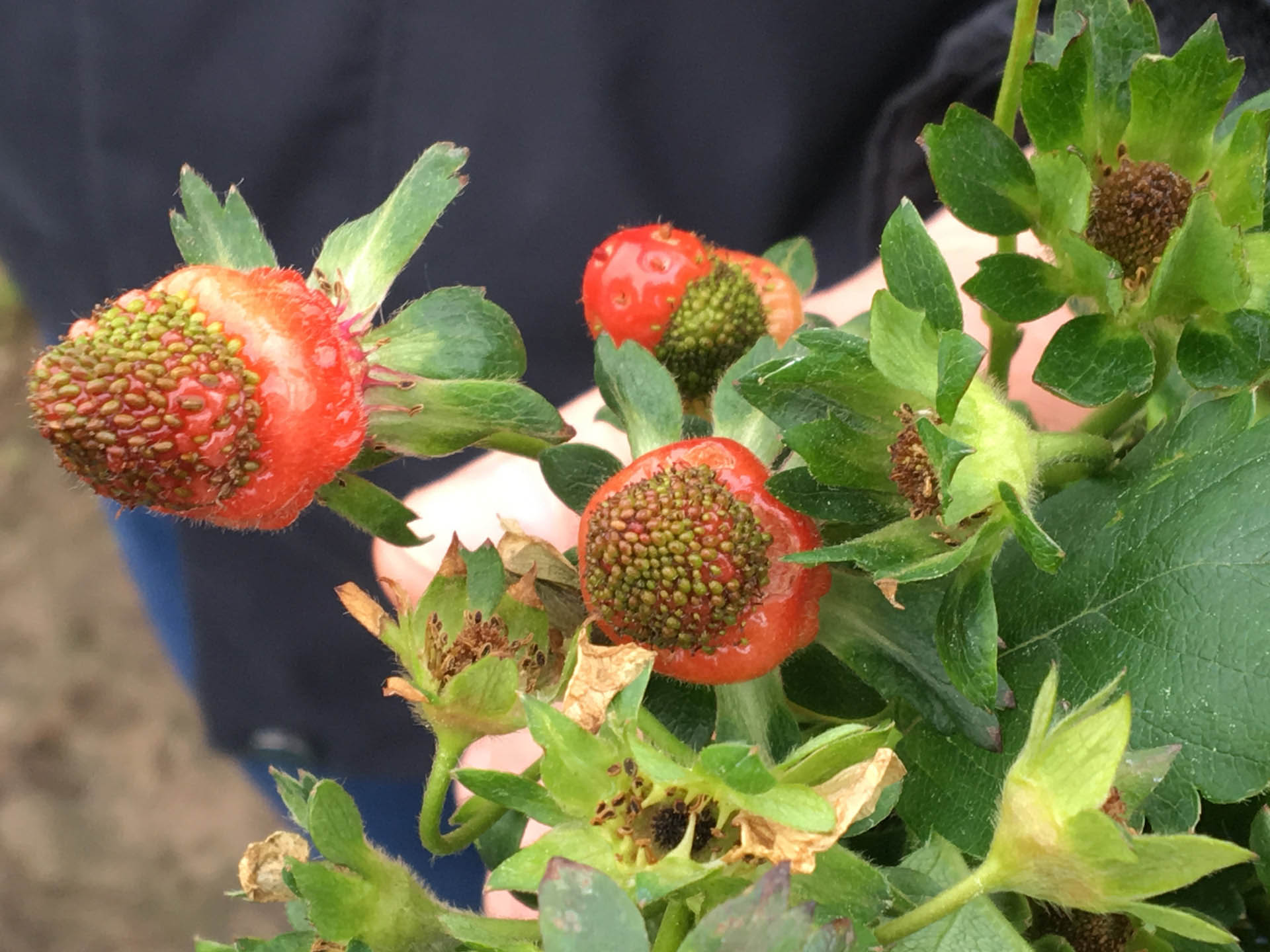 Mitte Mai zerstörte Frost die offenen Blüten dieser Erdbeeranlage. Nur die älteren Früchte sind unbeschadet. Nicht einmal die Hälfte des üblichen Ertrages reifte heran.