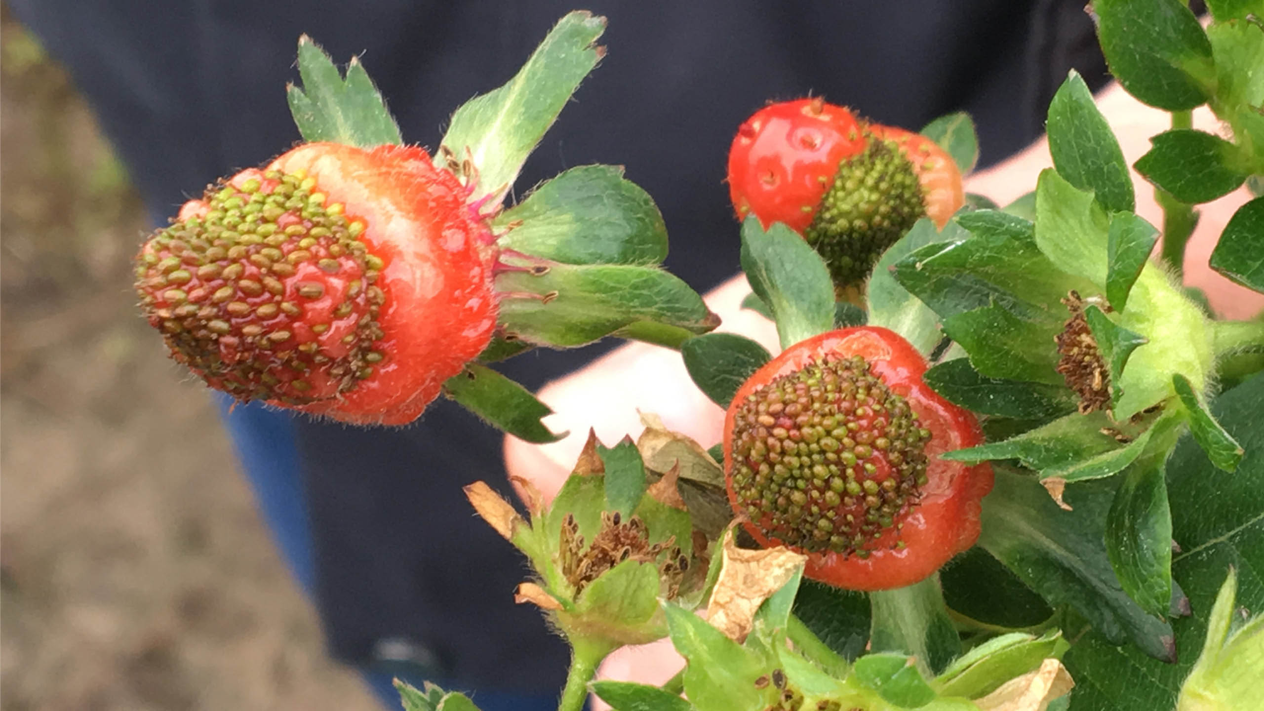 Mitte Mai zerstörte Frost die offenen Blüten dieser Erdbeeranlage. Nur die älteren Früchte sind unbeschadet. Nicht einmal die Hälfte des üblichen Ertrages reifte heran.