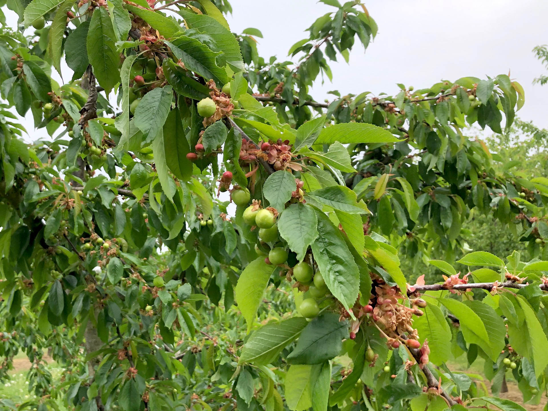 Kräftiger Hagel im Mai in Johannisbeeren beschädigt die Sträucher mitsamt der Früchte auf der Schlagseite schwer.