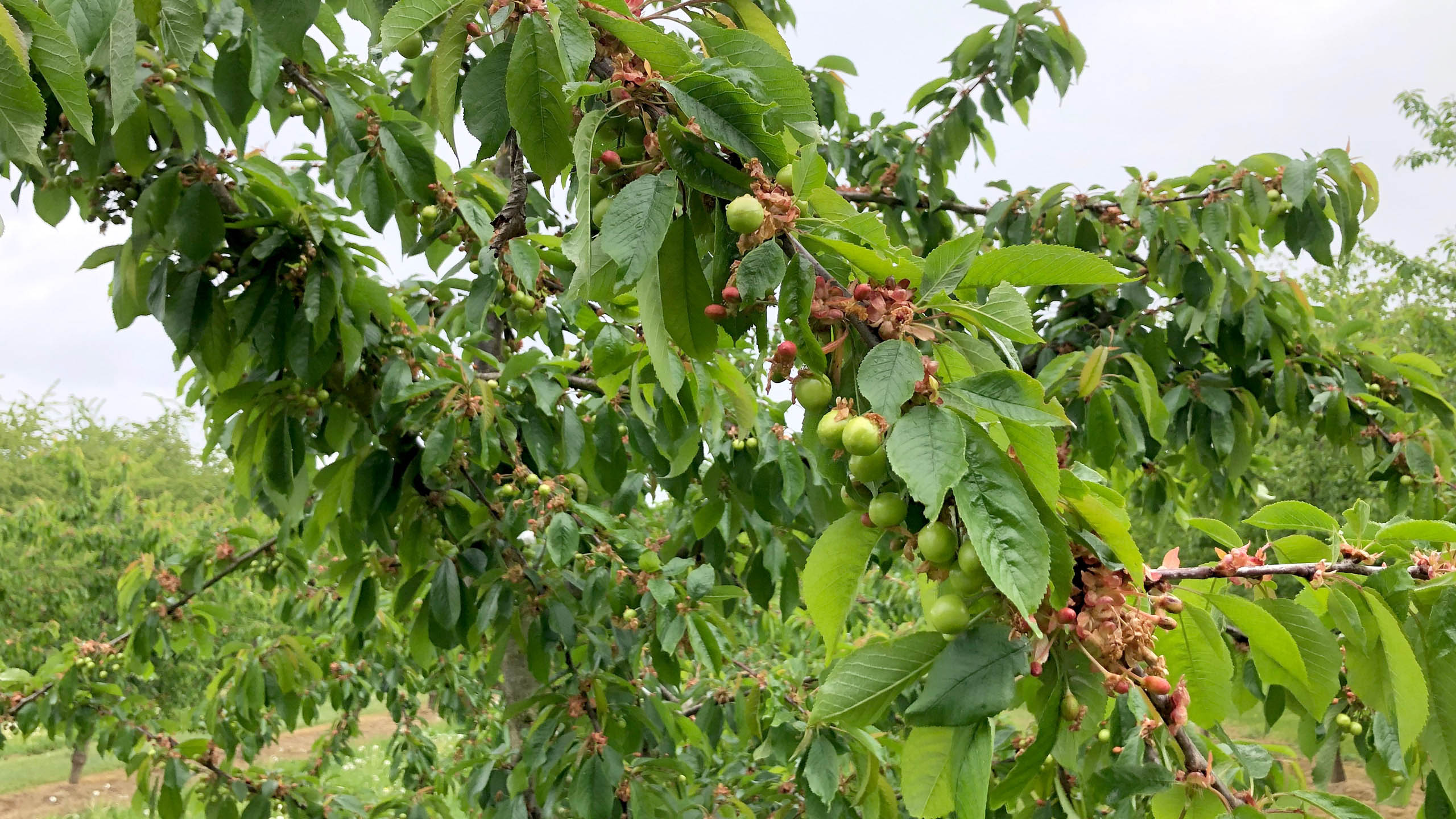 Kräftiger Hagel im Mai in Johannisbeeren beschädigt die Sträucher mitsamt der Früchte auf der Schlagseite schwer.