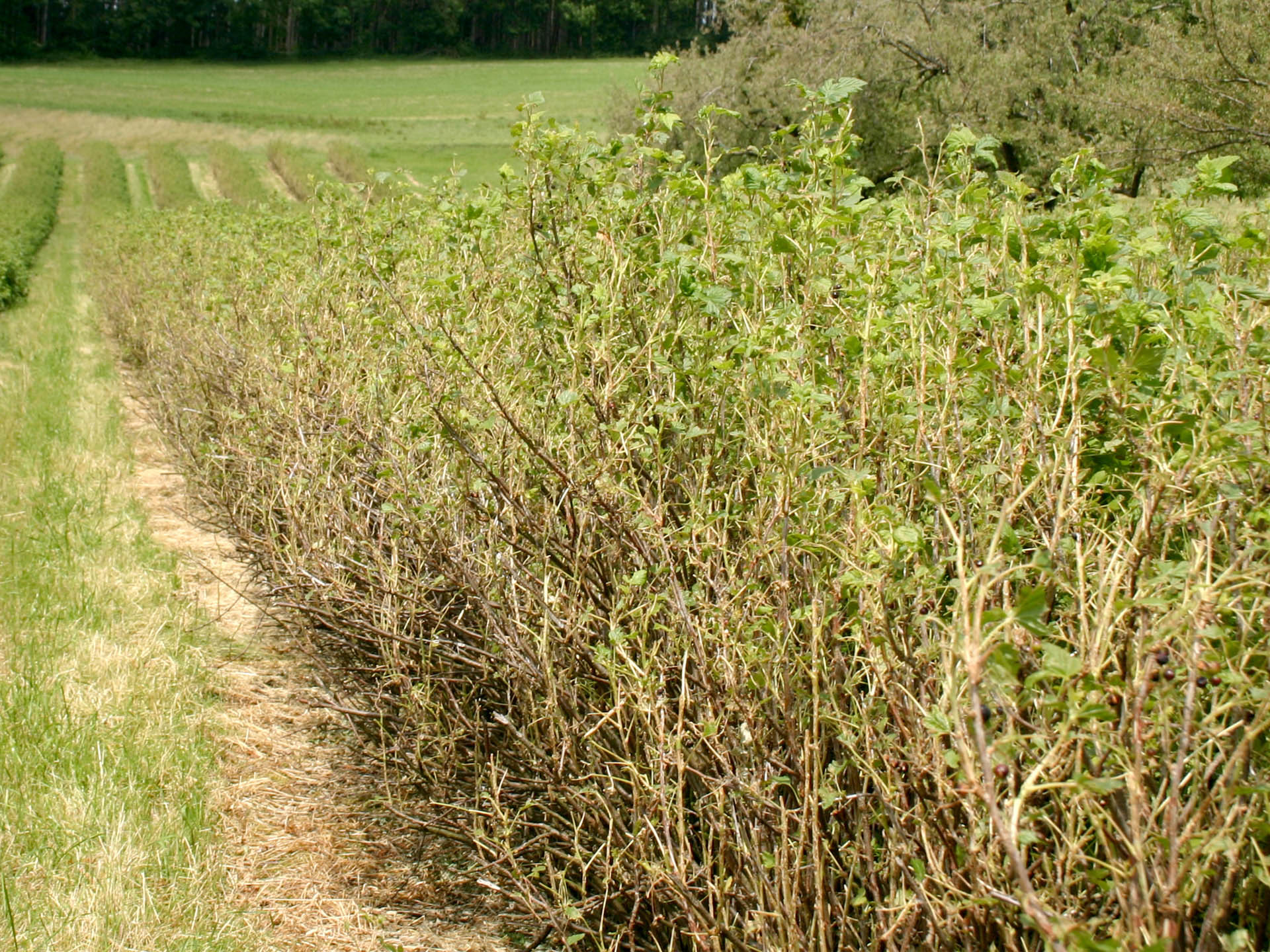 Ein starkes Hagelunwetter in schwarzen Johannisbeeren für die Verarbeitung zerstörte nicht nur die Ernte des Jahres, sondern richtetet auch schwere Schäden am jungen Holz an.