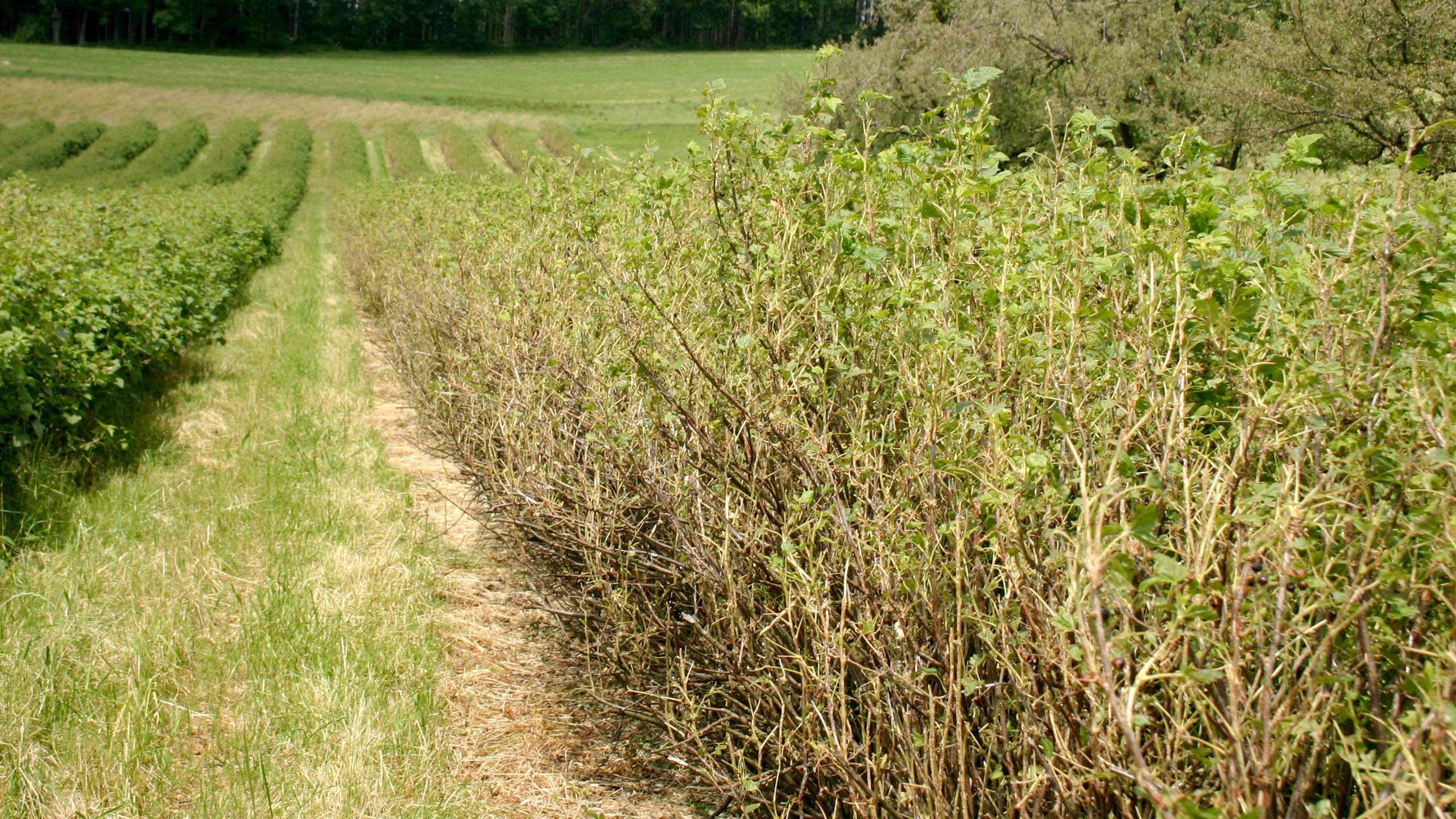 Ein starkes Hagelunwetter in schwarzen Johannisbeeren für die Verarbeitung zerstörte nicht nur die Ernte des Jahres, sondern richtetet auch schwere Schäden am jungen Holz an.