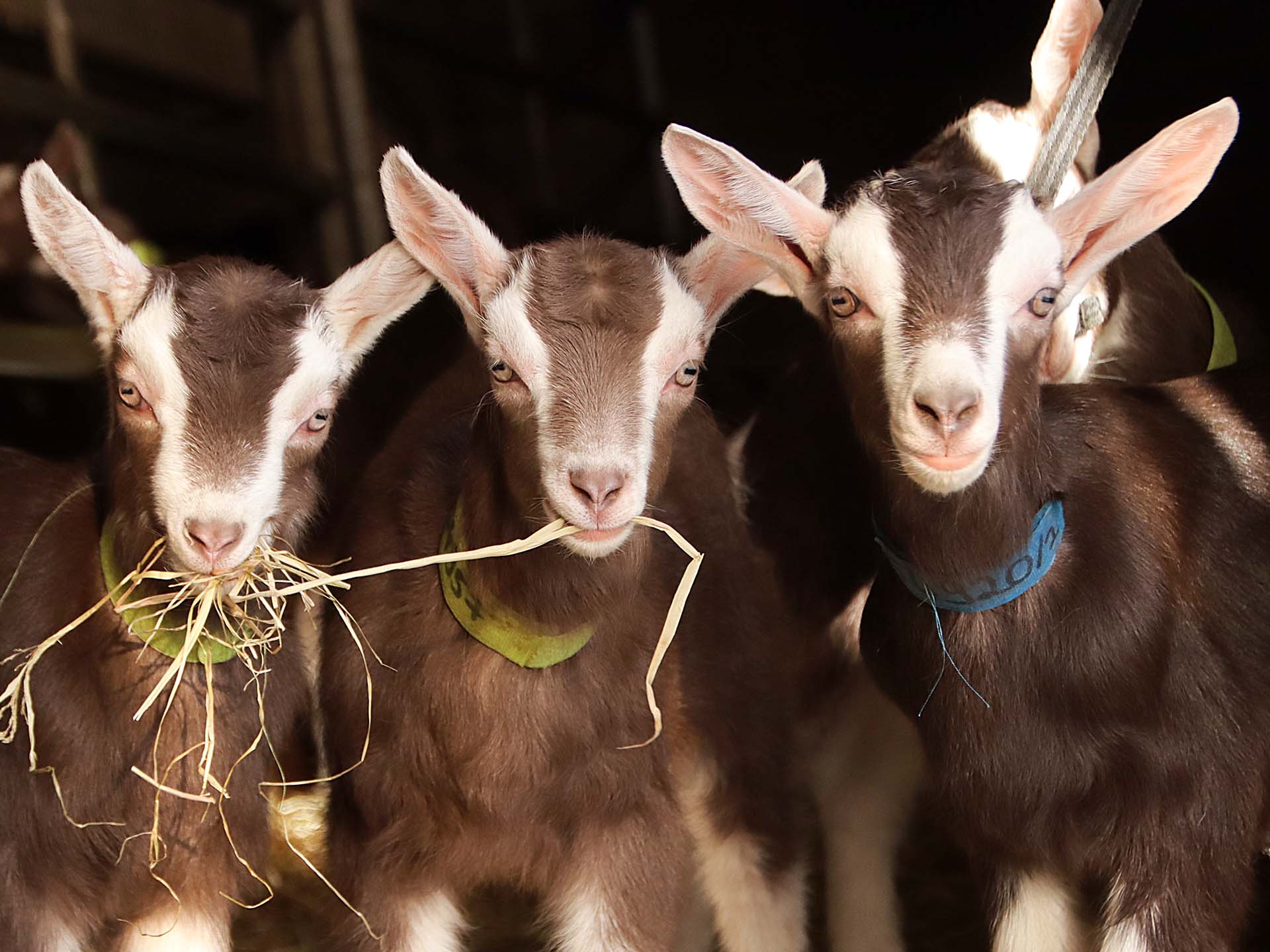 März: Auf dem Ziegenhof von Christopf Feigl