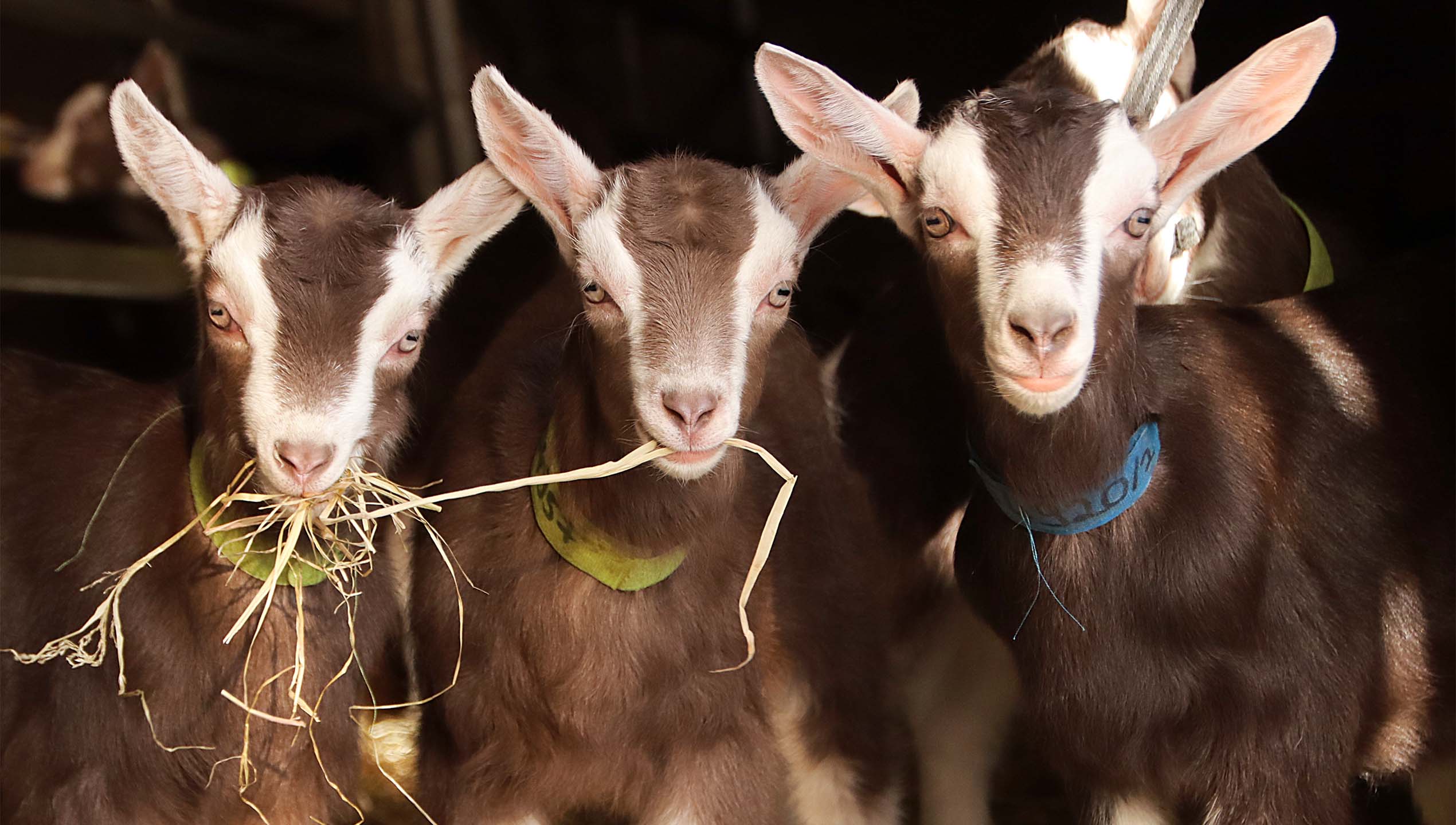 März: Auf dem Ziegenhof von Christopf Feigl