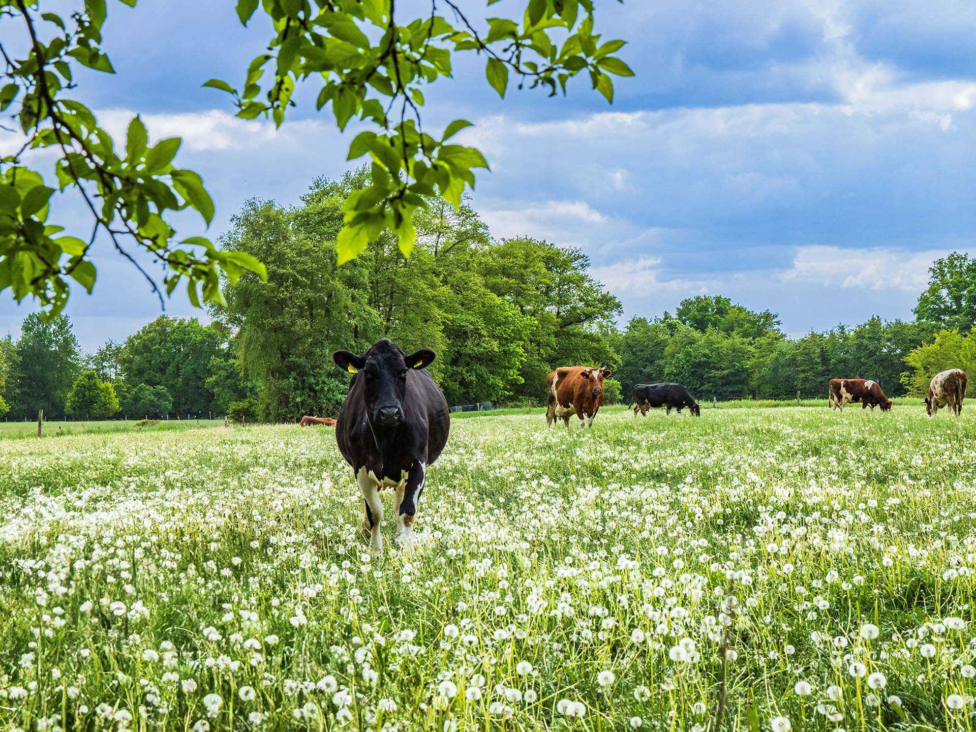 Mai: Naturlandschaft von Bärbel Hertrampf