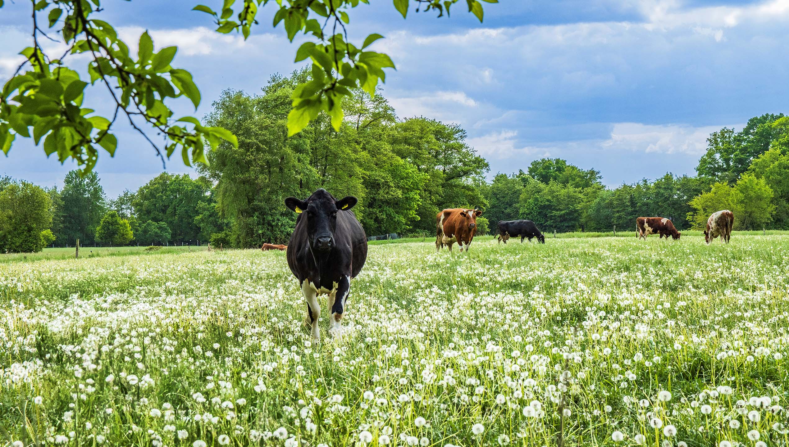 Mai: Naturlandschaft von Bärbel Hertrampf