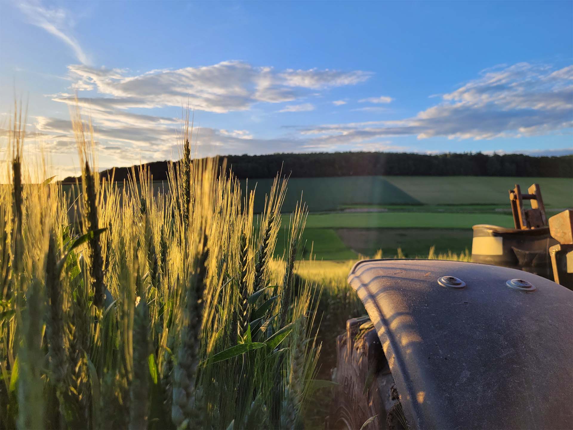 Juni: Weizenähre in der Abendsonne von Andreas Burger