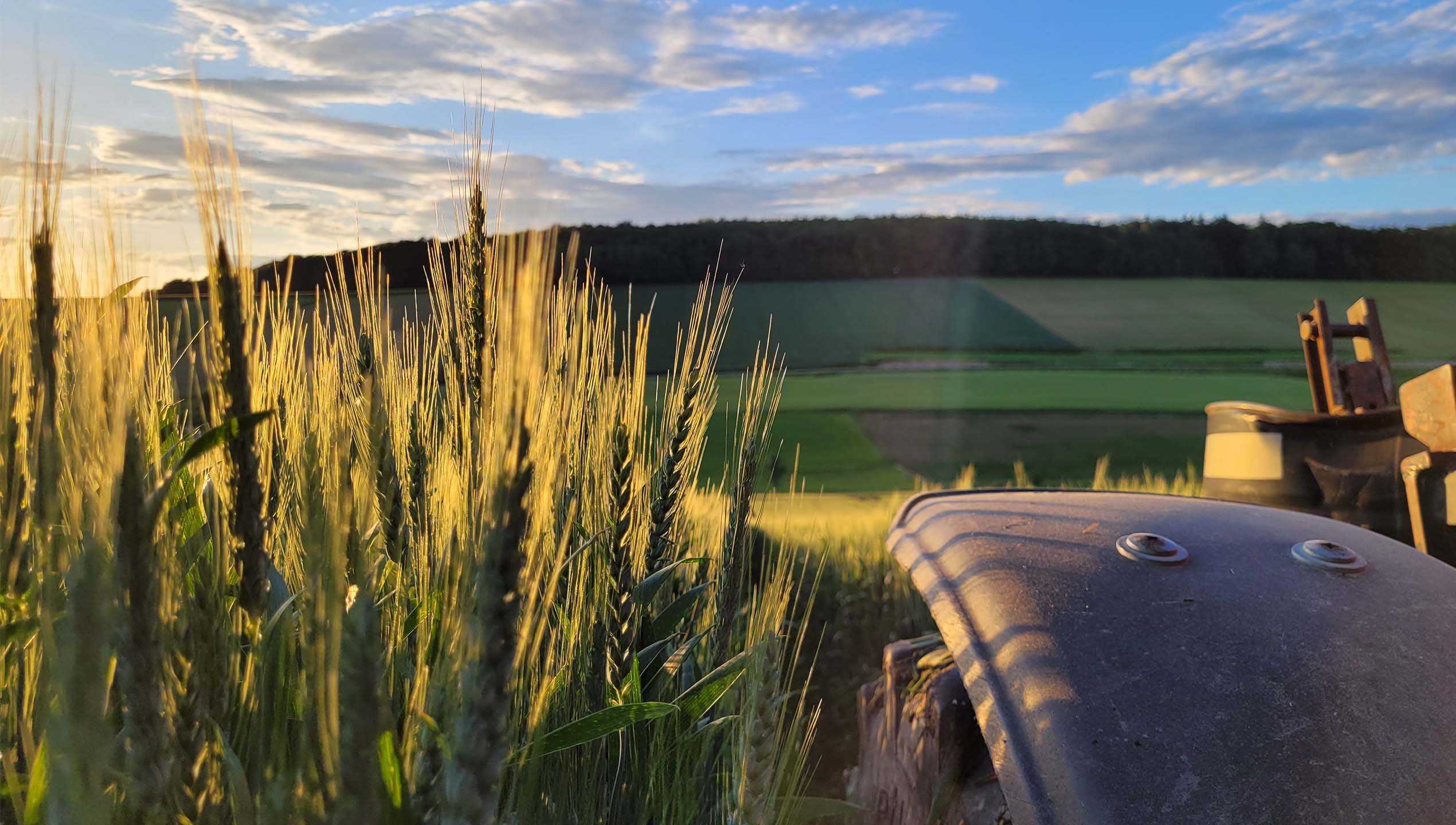 Juni: Weizenähre in der Abendsonne von Andreas Burger