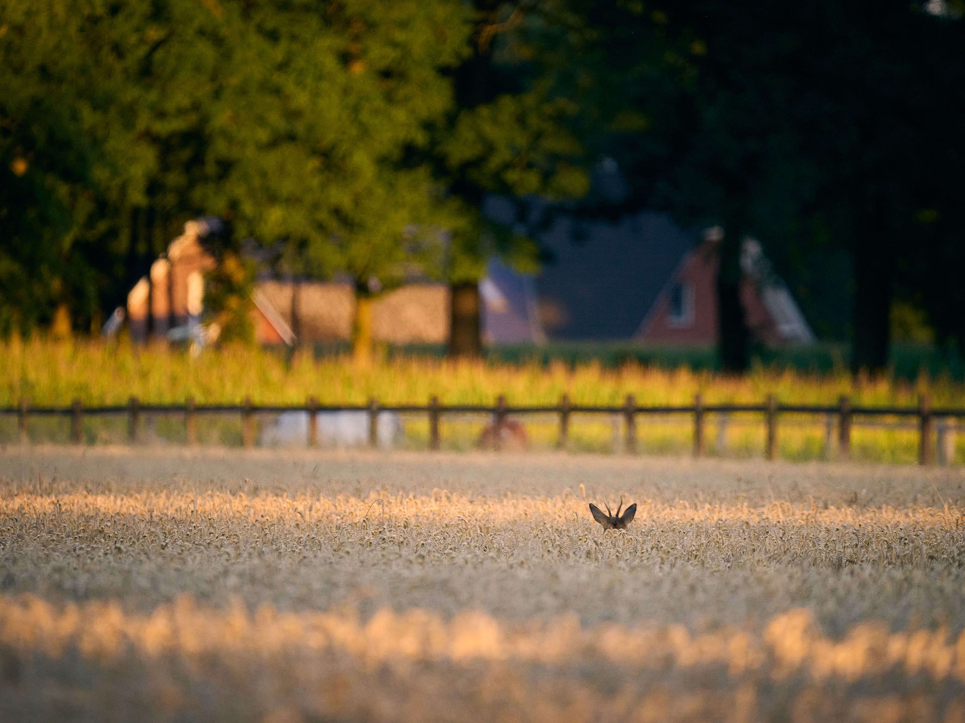Juli: Im Schutze des Ackerbaus von Bastiaan Fischer