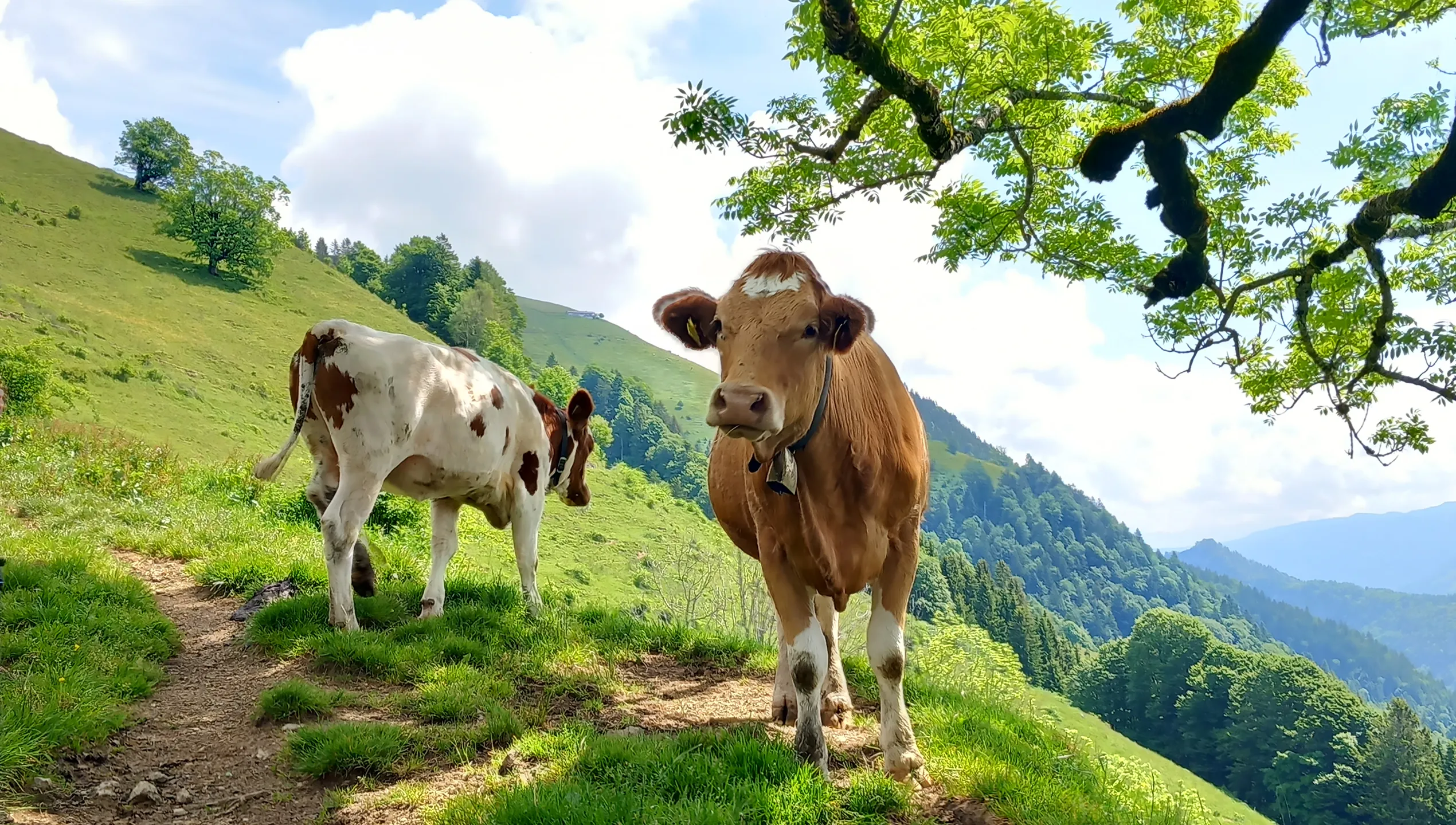 April: Apfelbäume in der Blüte von Alica Tippmann