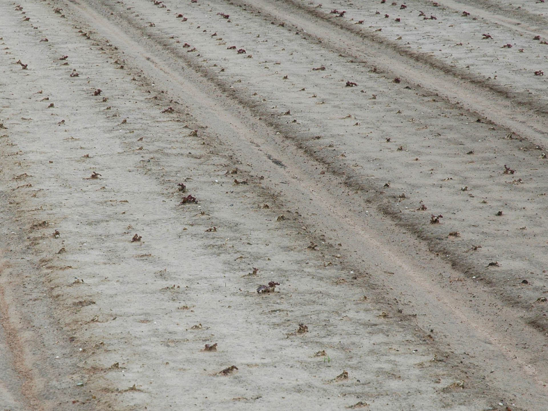 Hagel hat Blattstücke abgeschlagen, die eintrocknen und braun werden. Der Salat ist nicht mehr zu vermarkten.