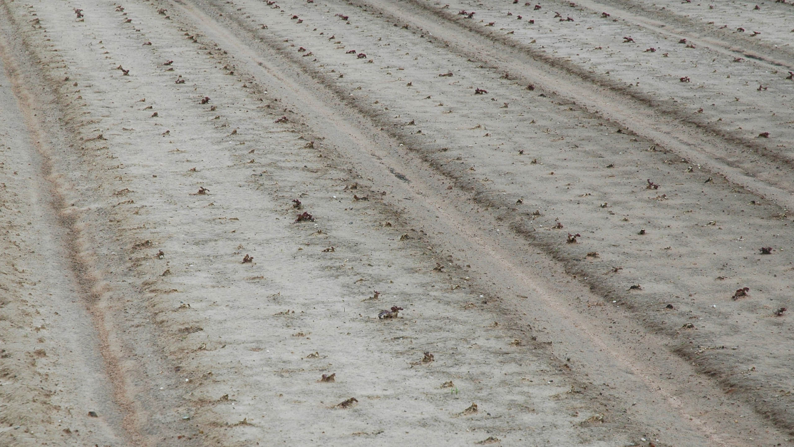 Hagel hat Blattstücke abgeschlagen, die eintrocknen und braun werden. Der Salat ist nicht mehr zu vermarkten.