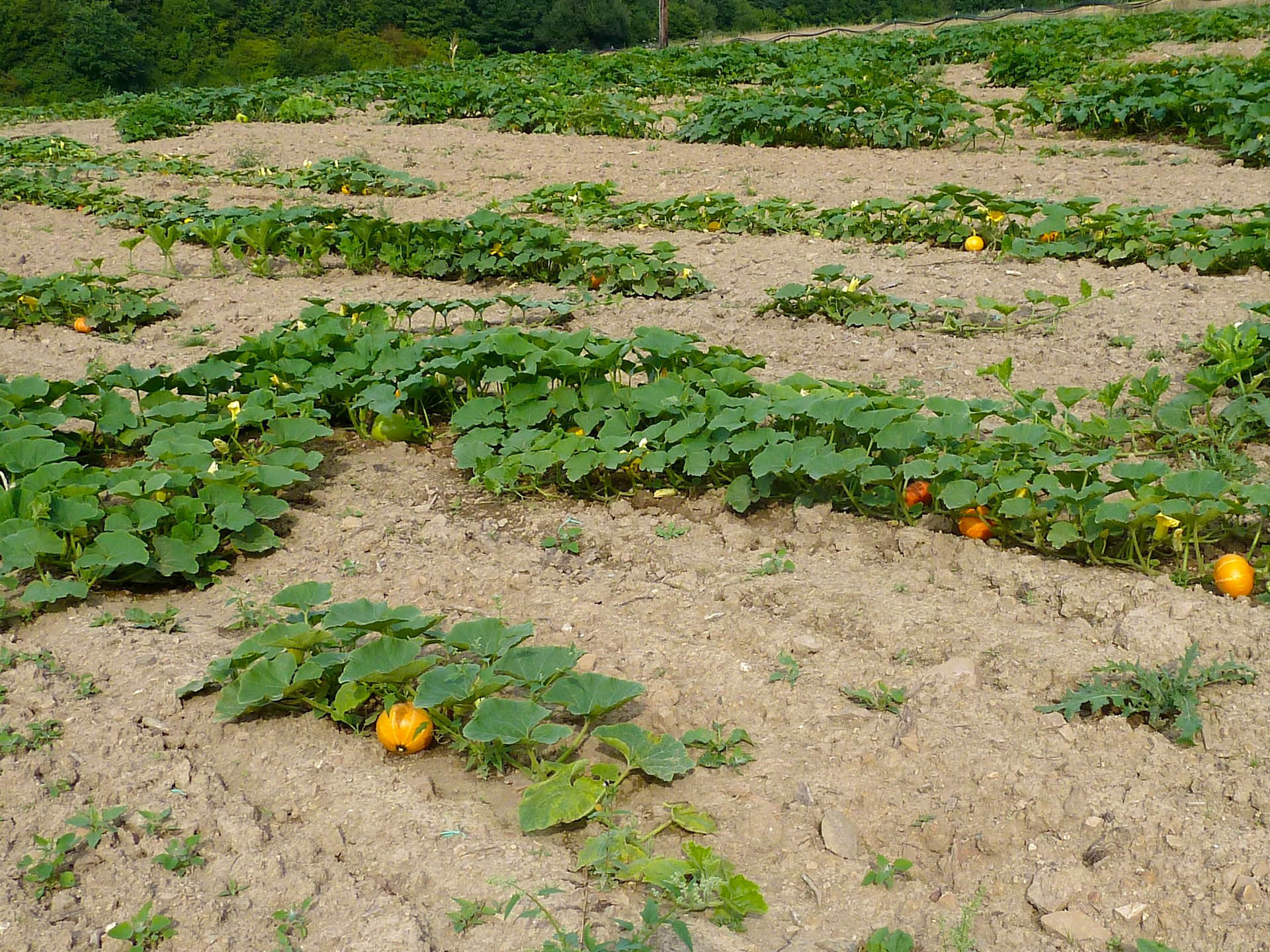 Zucchini sind sehr empfindlich. Bereits leichter Hagel führt zu deutlichen Qualitätsschäden.