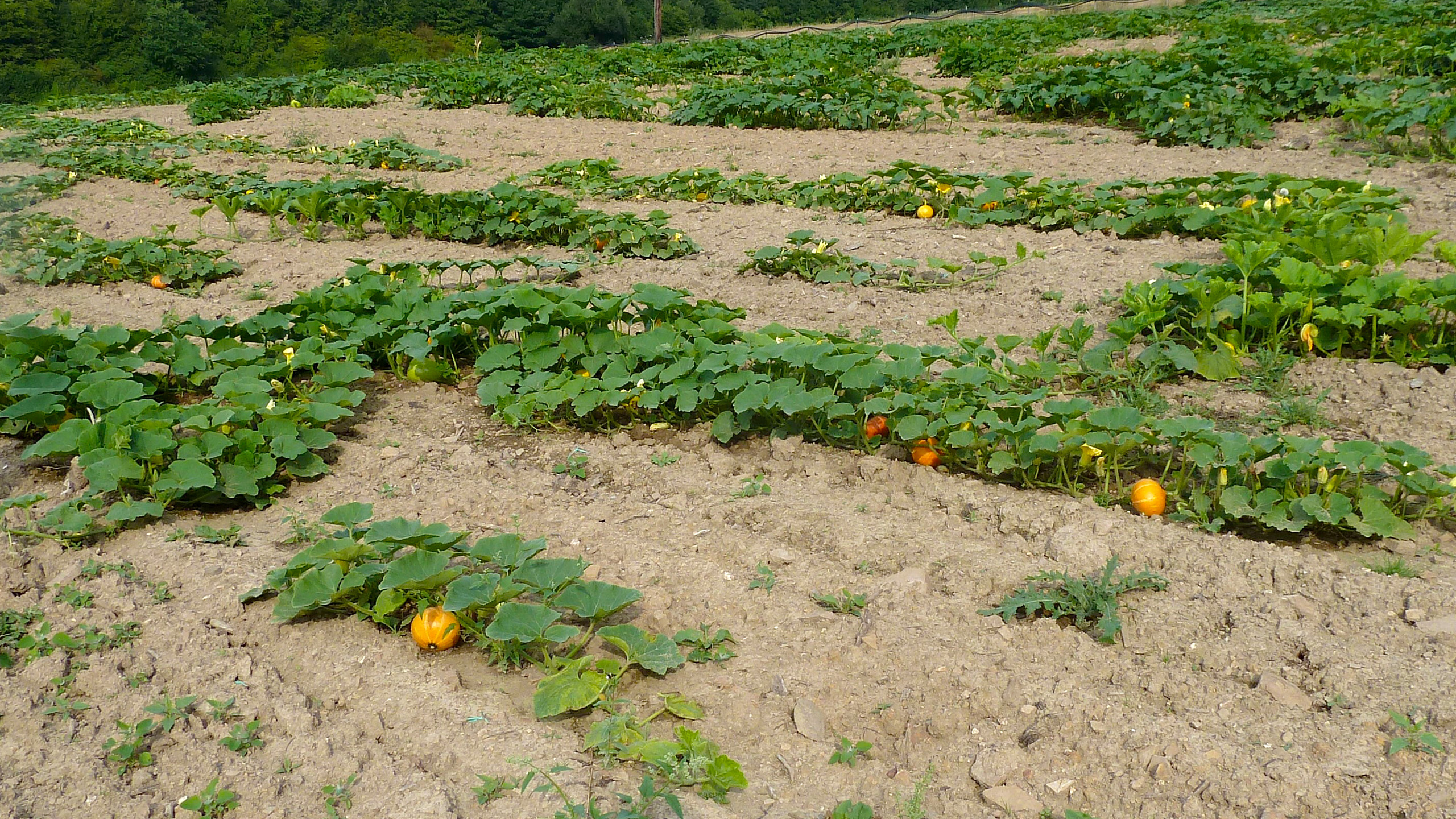 Zucchini sind sehr empfindlich. Bereits leichter Hagel führt zu deutlichen Qualitätsschäden.