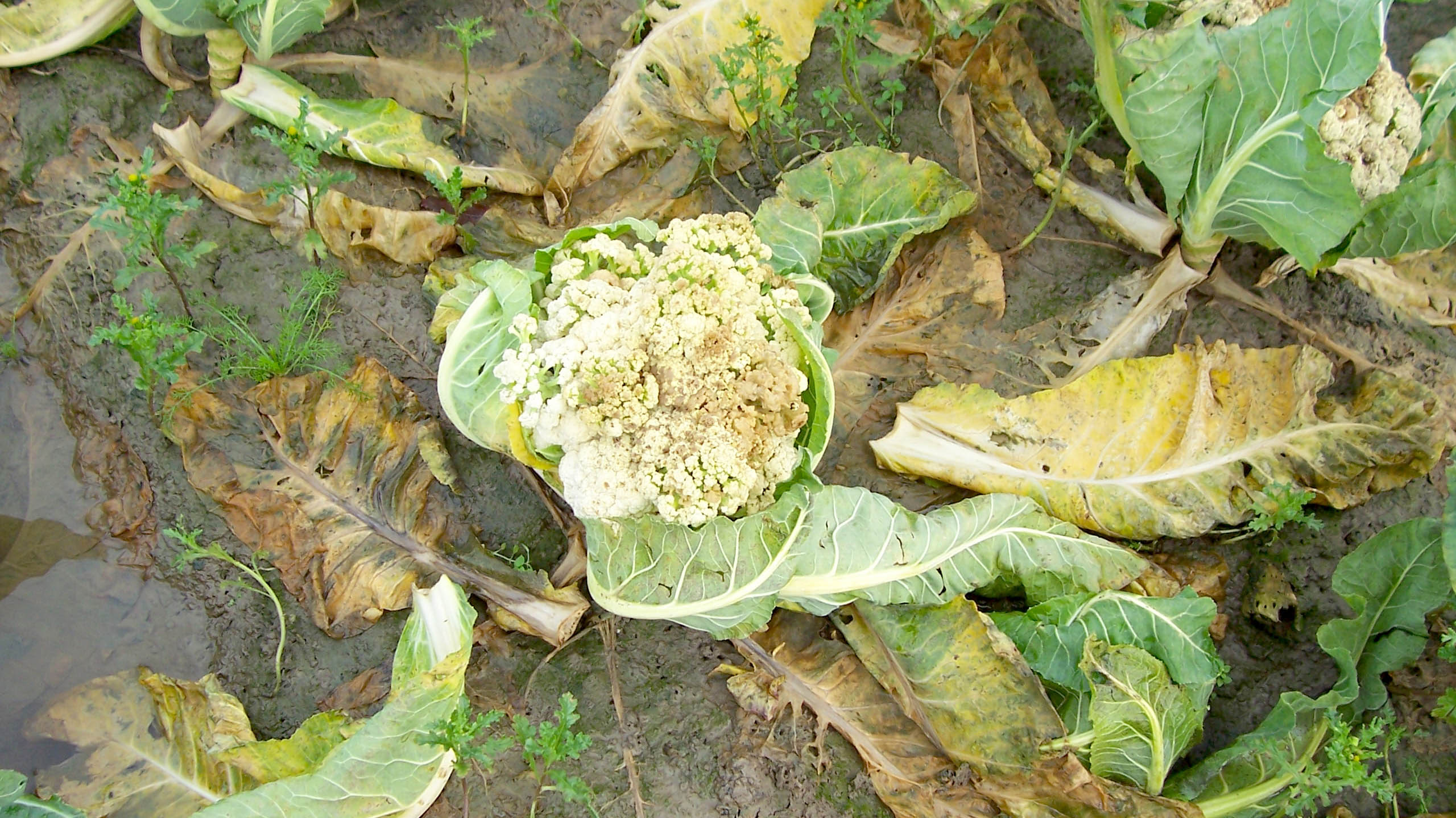 Nach Starkregen steht das Wasser in Kohlrabi viel zu lange. Die Pflanzen vergilben und sterben ab.