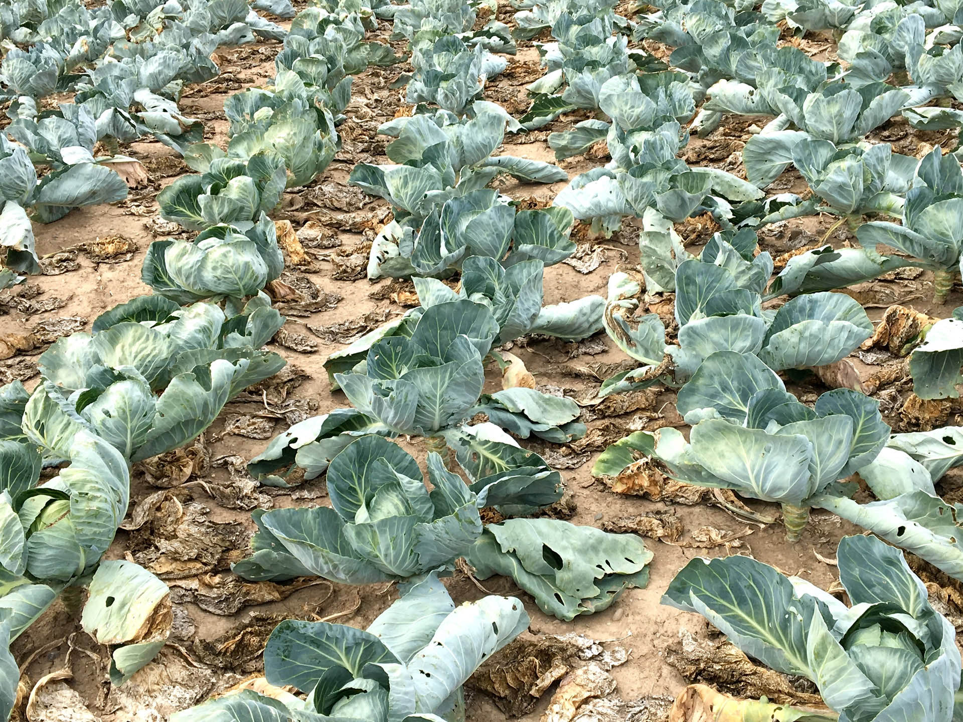 Ein Hagelunwetter hat Weißkohl schwer geschädigt.