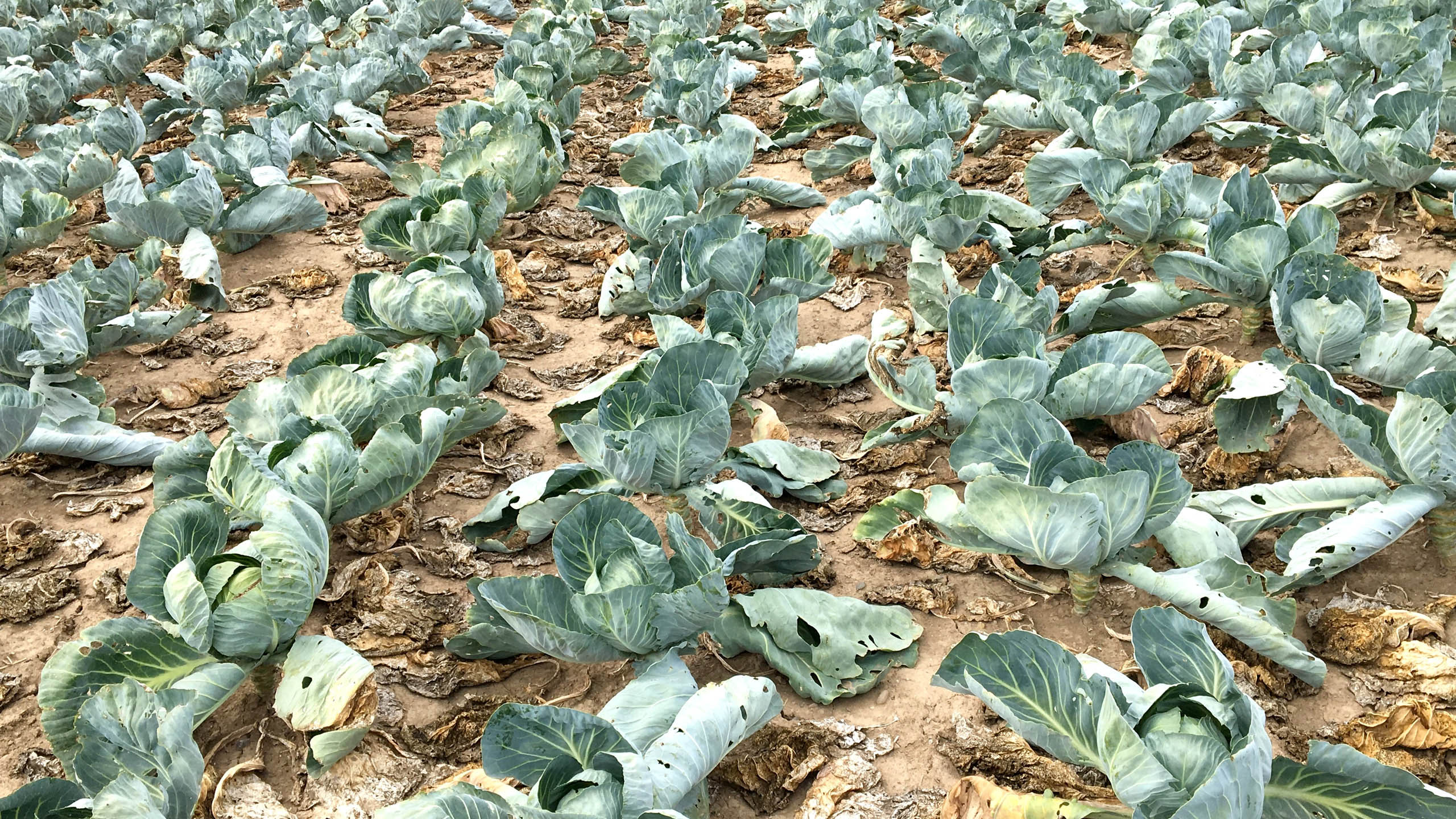 Ein Hagelunwetter hat Weißkohl schwer geschädigt.