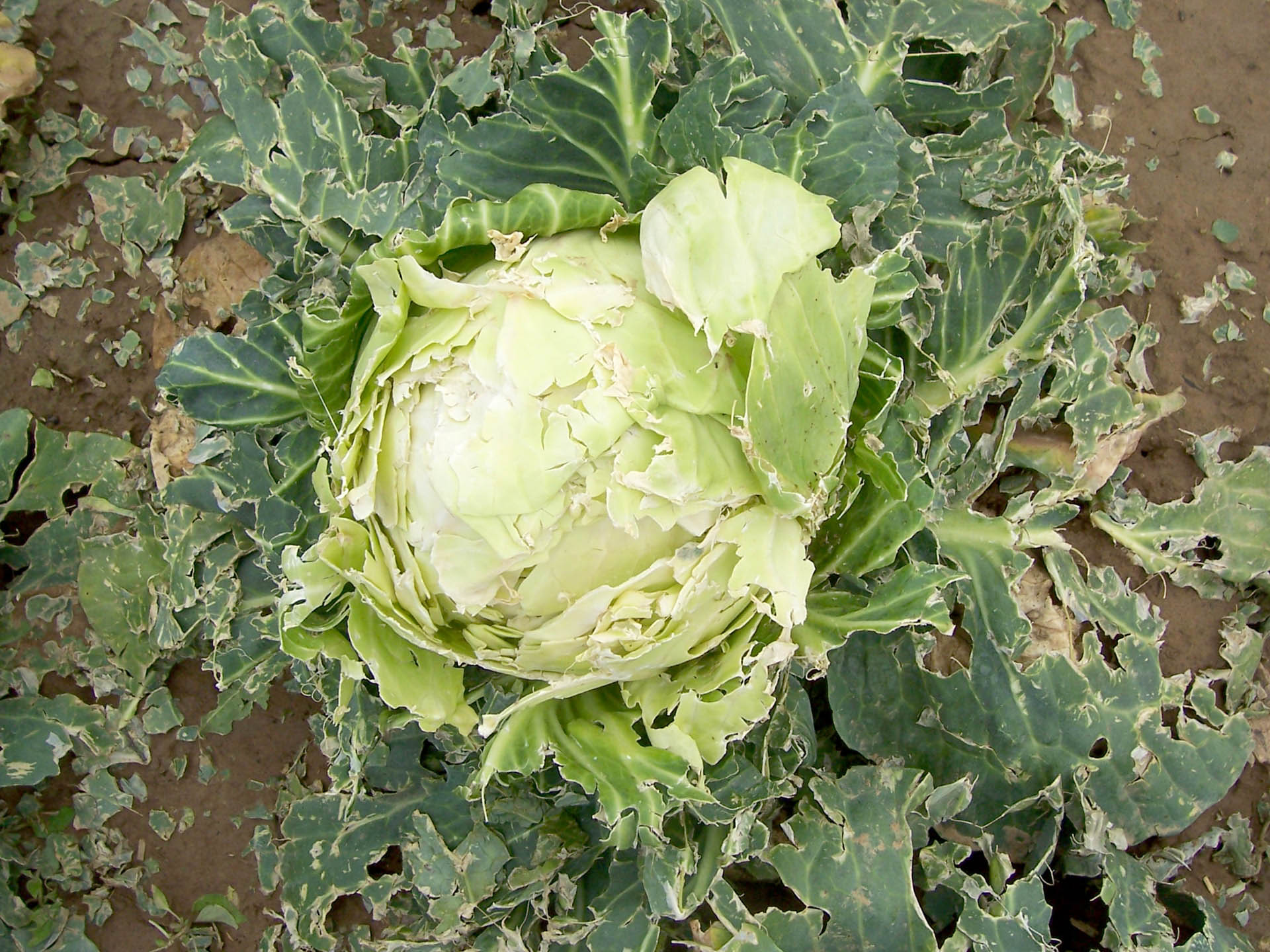 Infolge von Starkregen ist Blumenkohl nicht mehr zu vermarkten.