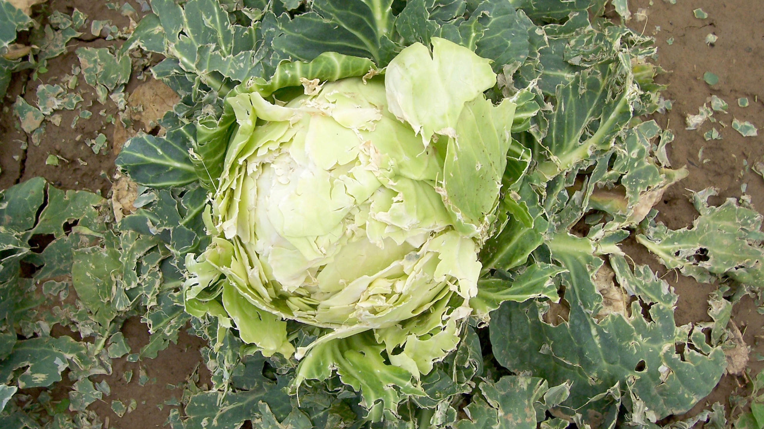 Infolge von Starkregen ist Blumenkohl nicht mehr zu vermarkten.