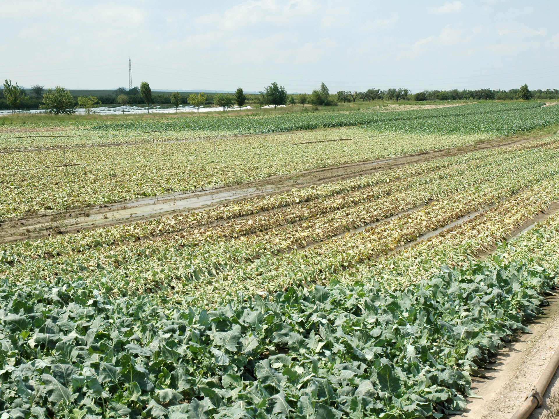 Hagel hat Kohlrabi kurz vor der Ernte zerstört.