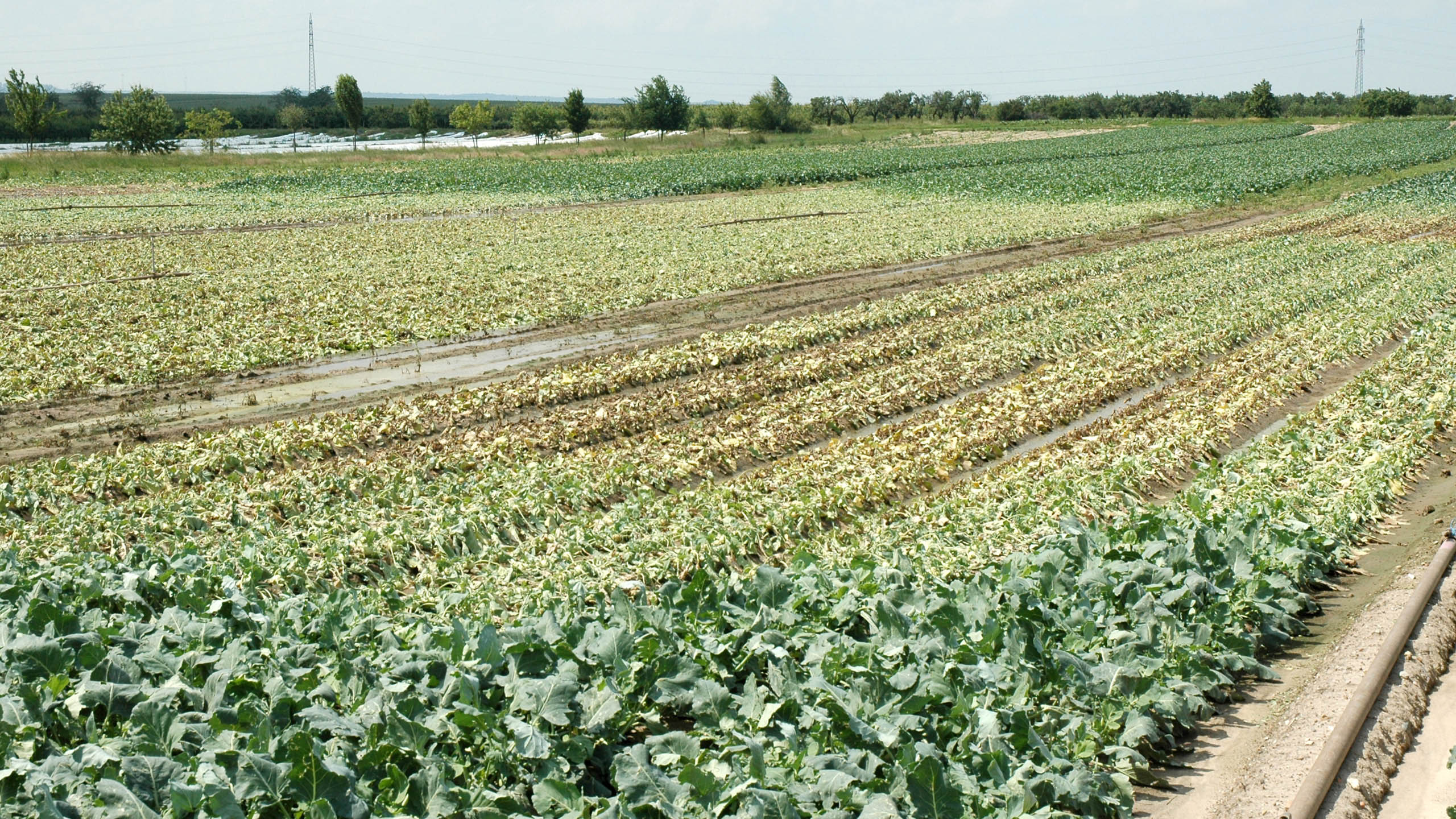 Hagel hat Kohlrabi kurz vor der Ernte zerstört.