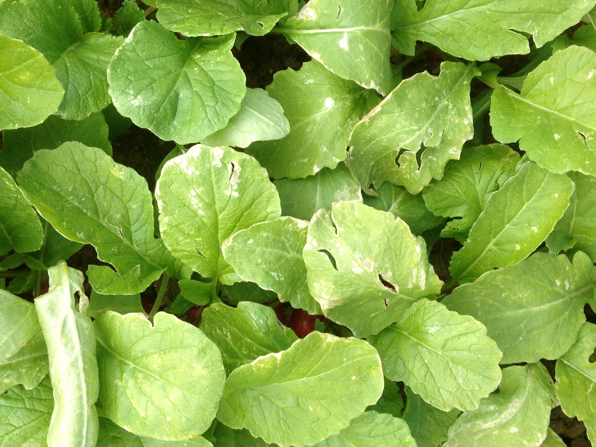 Nach Starkregen steht Fenchel im Wasser und vergilbt.