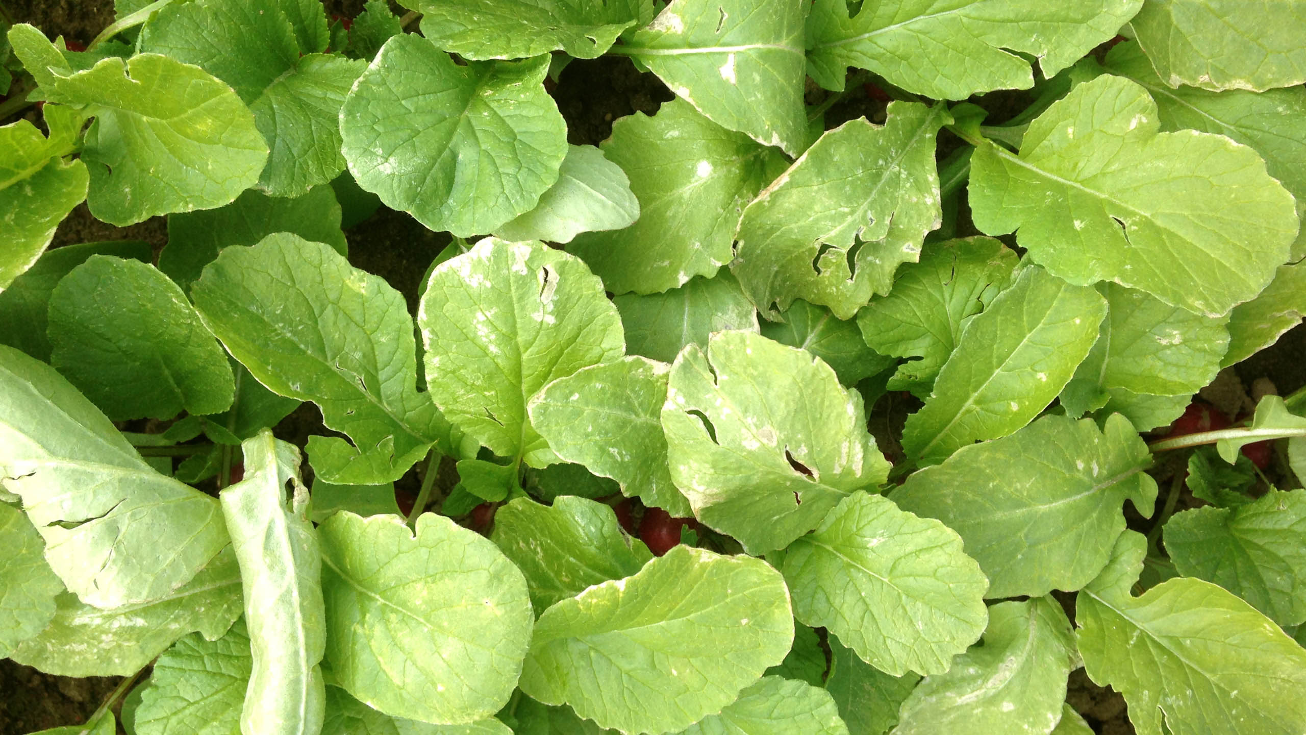 Nach Starkregen steht Fenchel im Wasser und vergilbt.