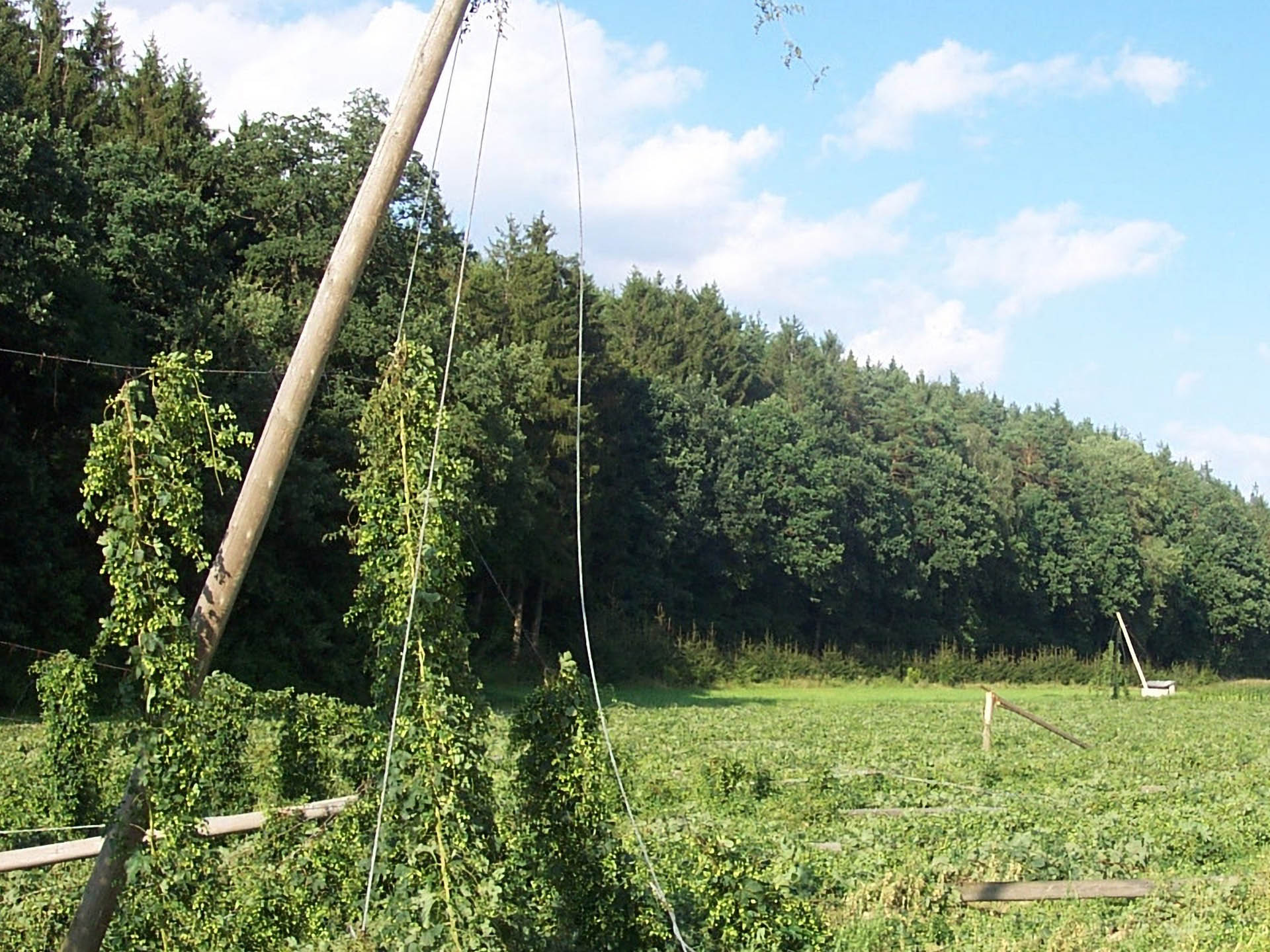 Erntereifer Hopfenbestand nach einem schwerem Hagelereignis. Massive Seitentrieb- und Doldenabschläge können einen Totalverlust der Ernte verursachen.