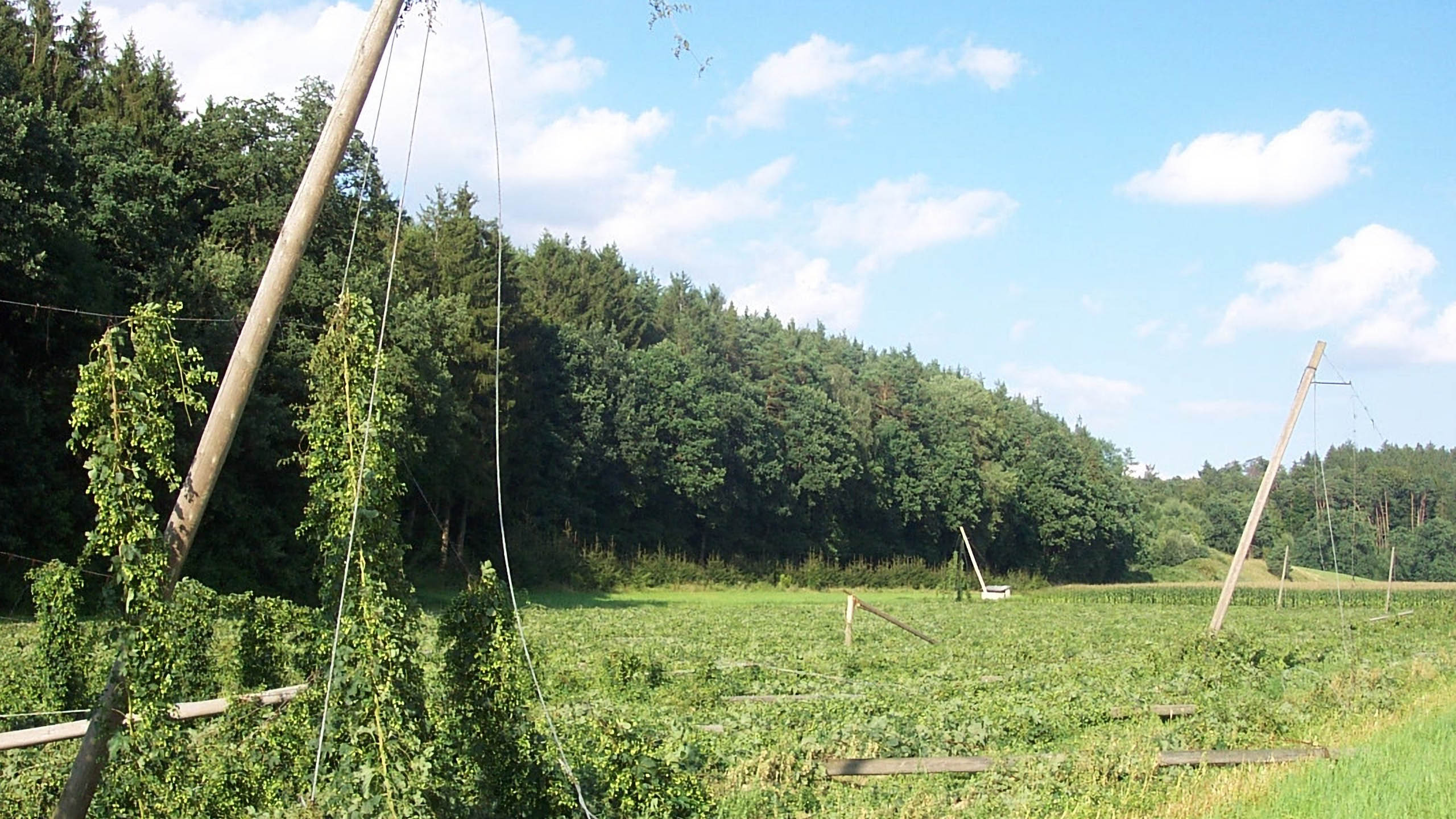 Erntereifer Hopfenbestand nach einem schwerem Hagelereignis. Massive Seitentrieb- und Doldenabschläge können einen Totalverlust der Ernte verursachen.