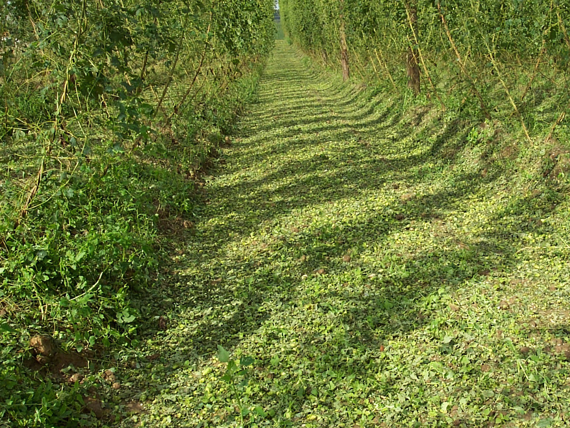 Das Sturmrisiko steigt mit zunehmender Entwicklung der Hopfenreben. Abgerissene Aufleitdrähte, gebrochene Seitentriebe, am Boden liegender Hopfen und gebrochene oder geknickte Hopfengerüste führen zu sehr hohen Ertragsausfällen. 