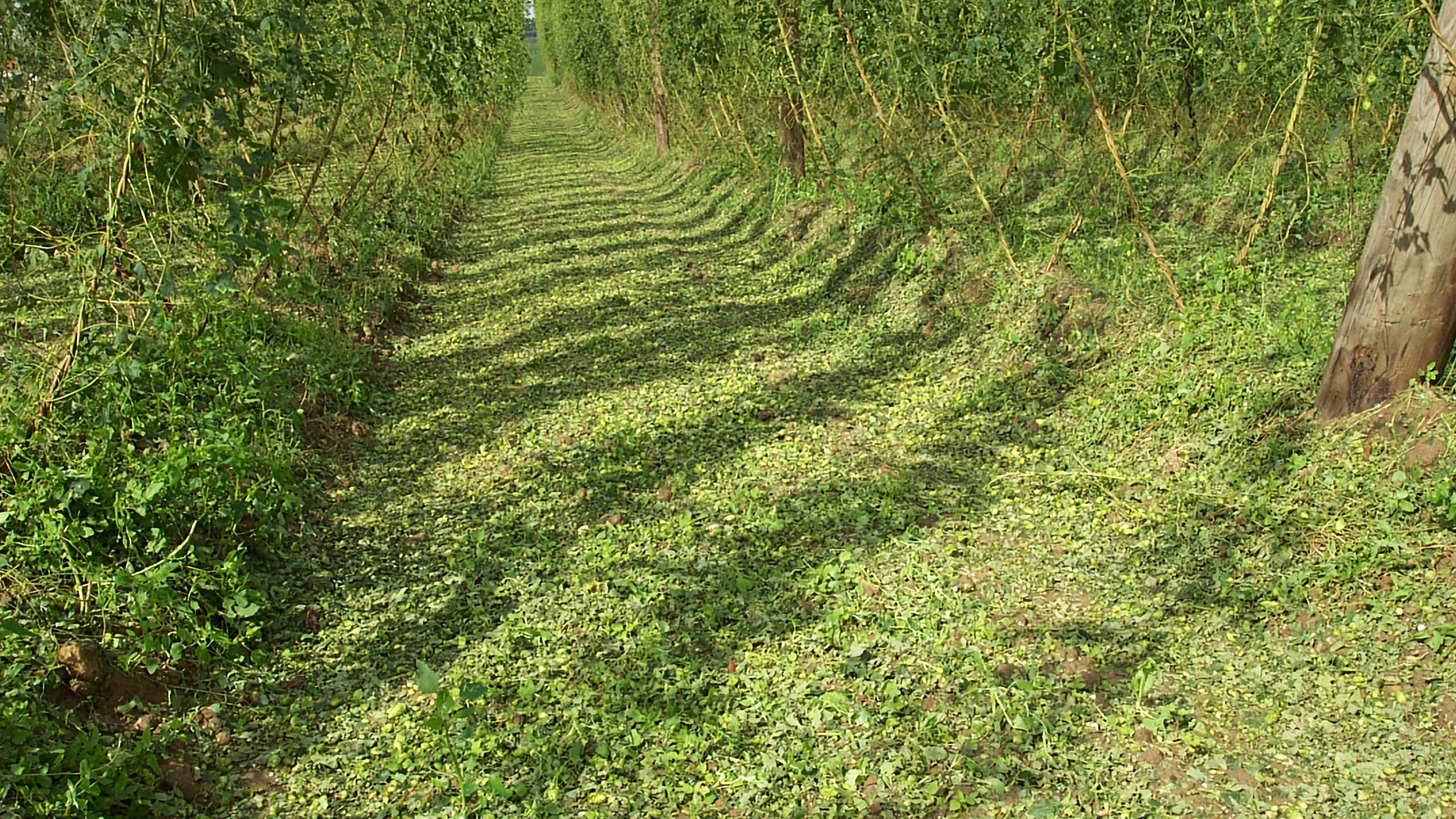 Das Sturmrisiko steigt mit zunehmender Entwicklung der Hopfenreben. Abgerissene Aufleitdrähte, gebrochene Seitentriebe, am Boden liegender Hopfen und gebrochene oder geknickte Hopfengerüste führen zu sehr hohen Ertragsausfällen. 