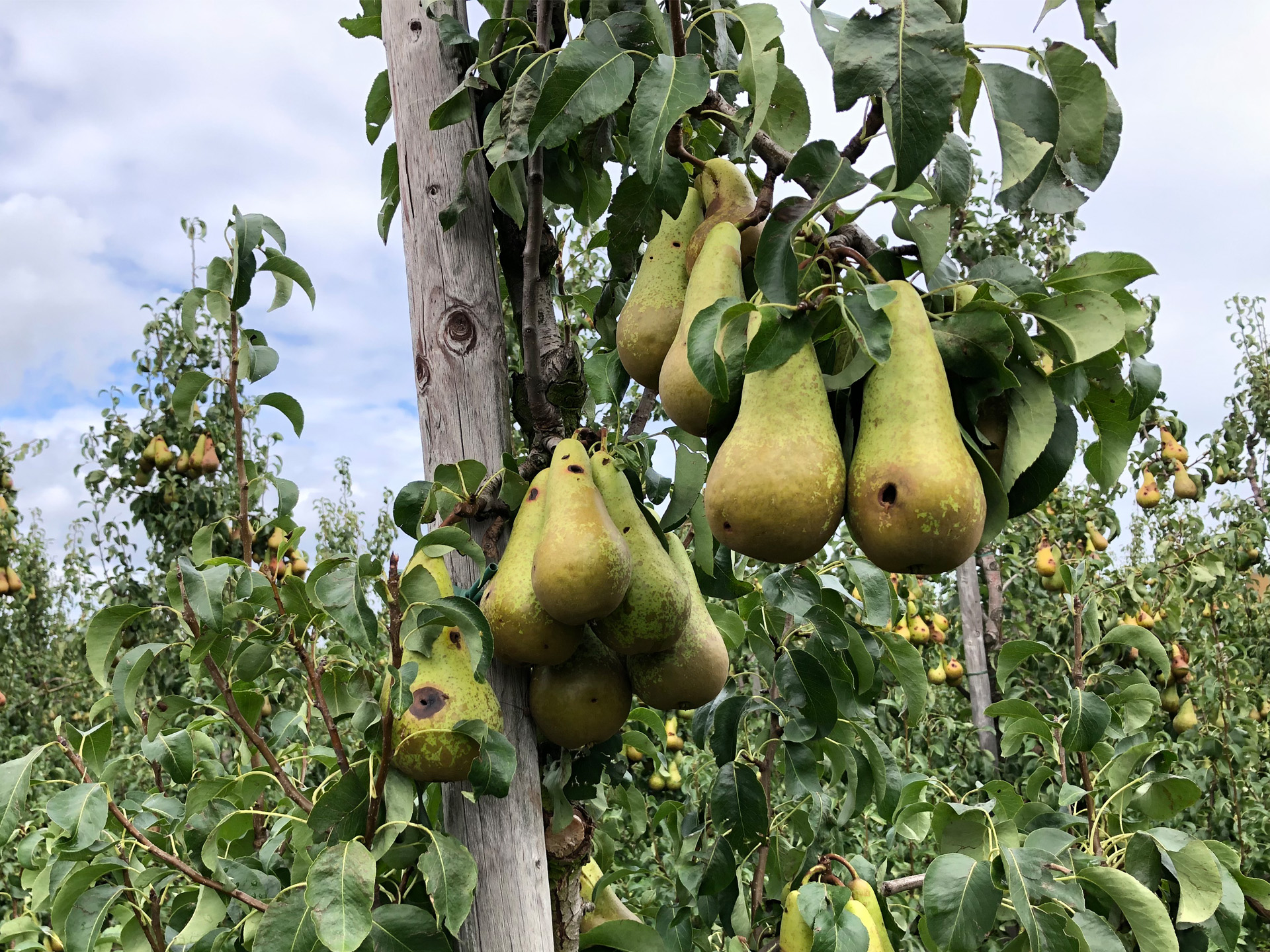 Nach Spätfrost zur Zeit der Vollblüte ist der Fruchtansatz gering. Die wenigen verbliebenen Früchte zeigen großflächige Frostringe.  