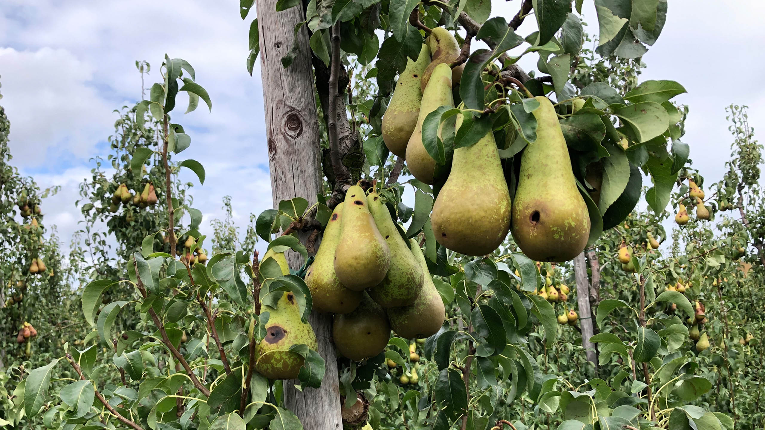 Nach Spätfrost zur Zeit der Vollblüte ist der Fruchtansatz gering. Die wenigen verbliebenen Früchte zeigen großflächige Frostringe.  