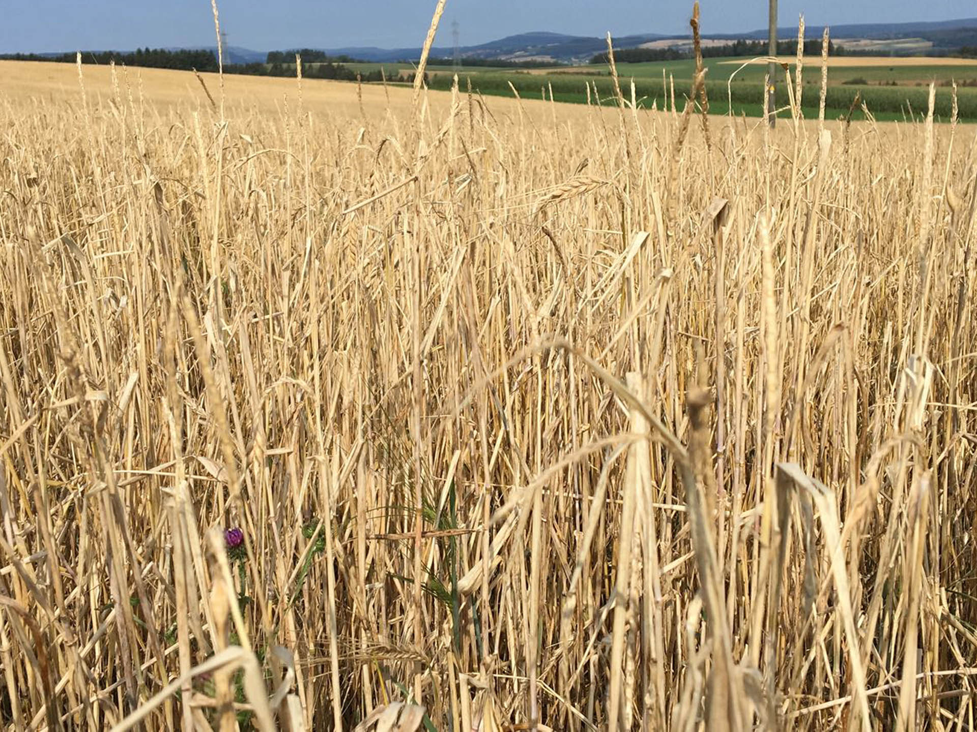 Wechselfröste verursachen das Abreißen der Wurzeln. Die Weizenpflanzen sterben ab. Die Fläche musste umgebrochen werden.