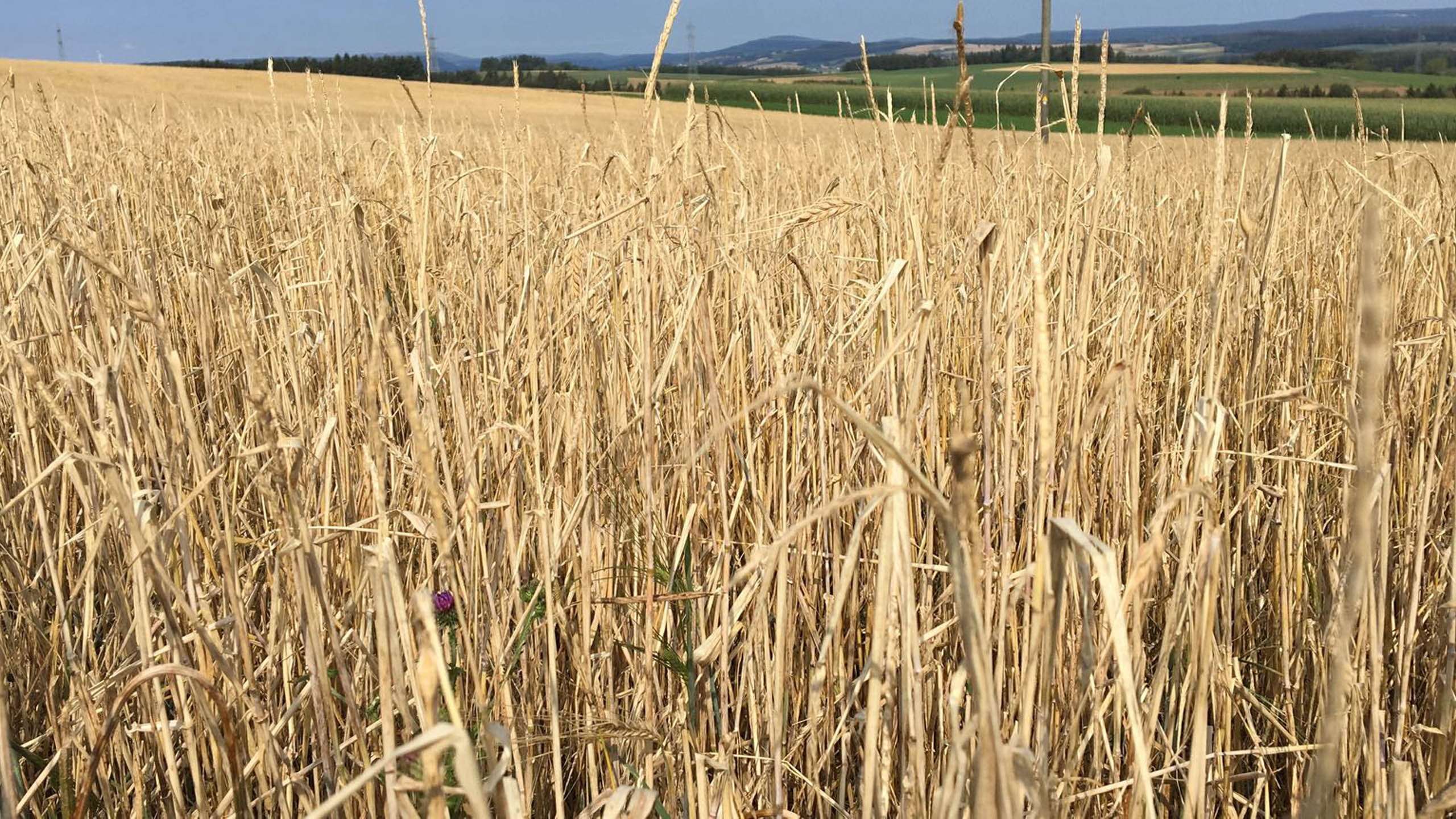 Wechselfröste verursachen das Abreißen der Wurzeln. Die Weizenpflanzen sterben ab. Die Fläche musste umgebrochen werden.