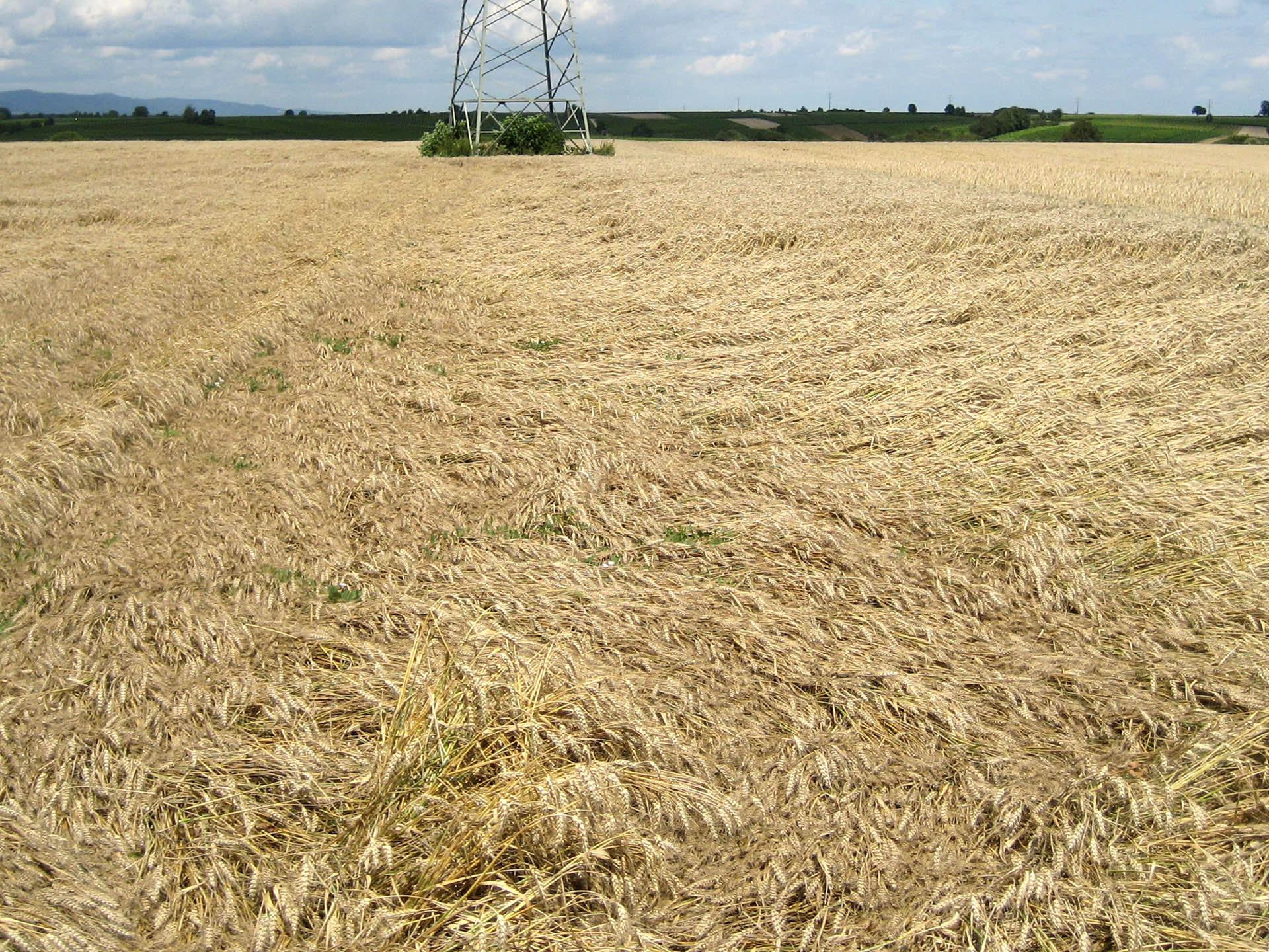 Große Hagelkörner haben in der Ernte die Ähren der Wintergerste zum Großteil abgeschlagen.