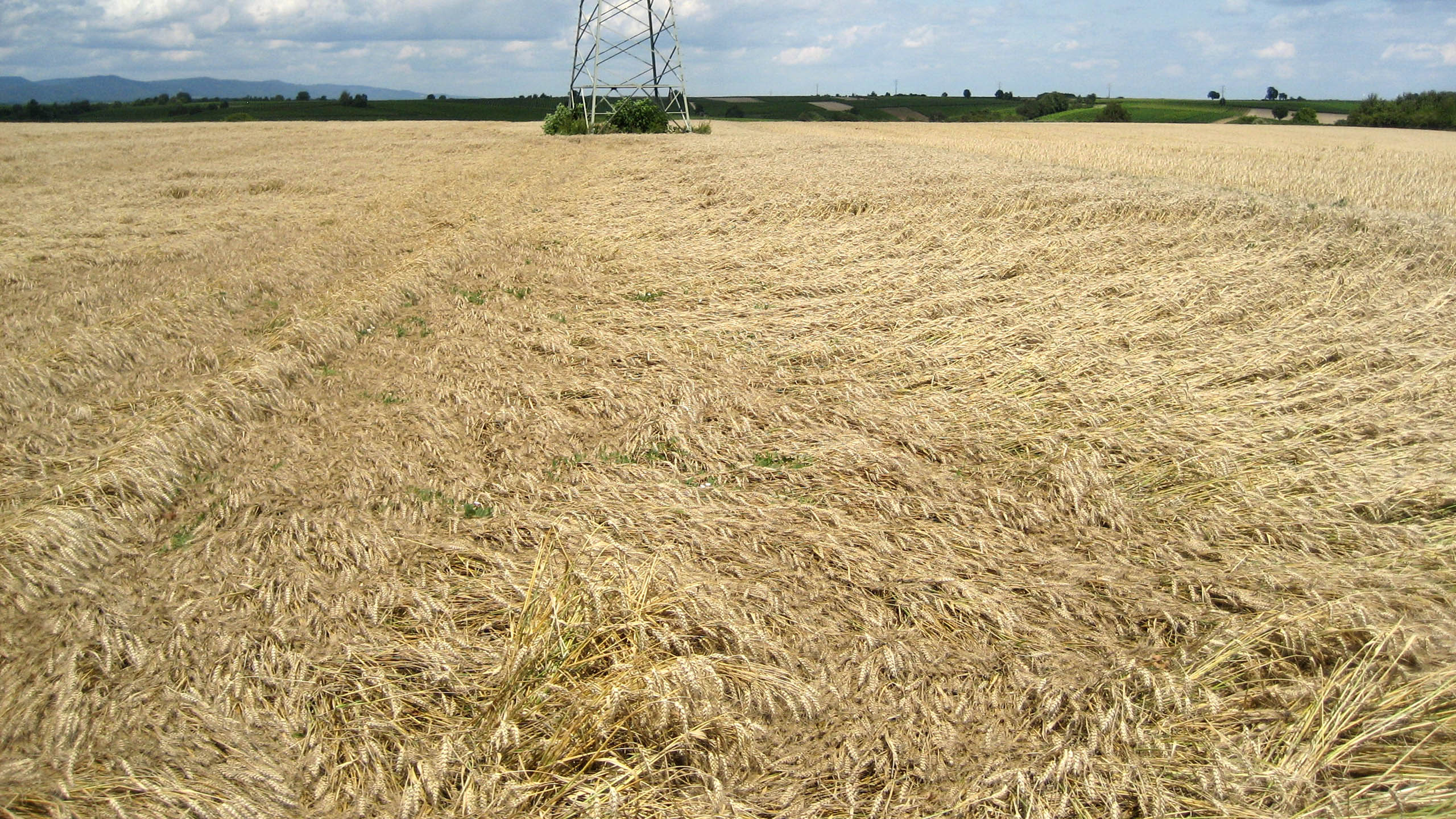 Große Hagelkörner haben in der Ernte die Ähren der Wintergerste zum Großteil abgeschlagen.