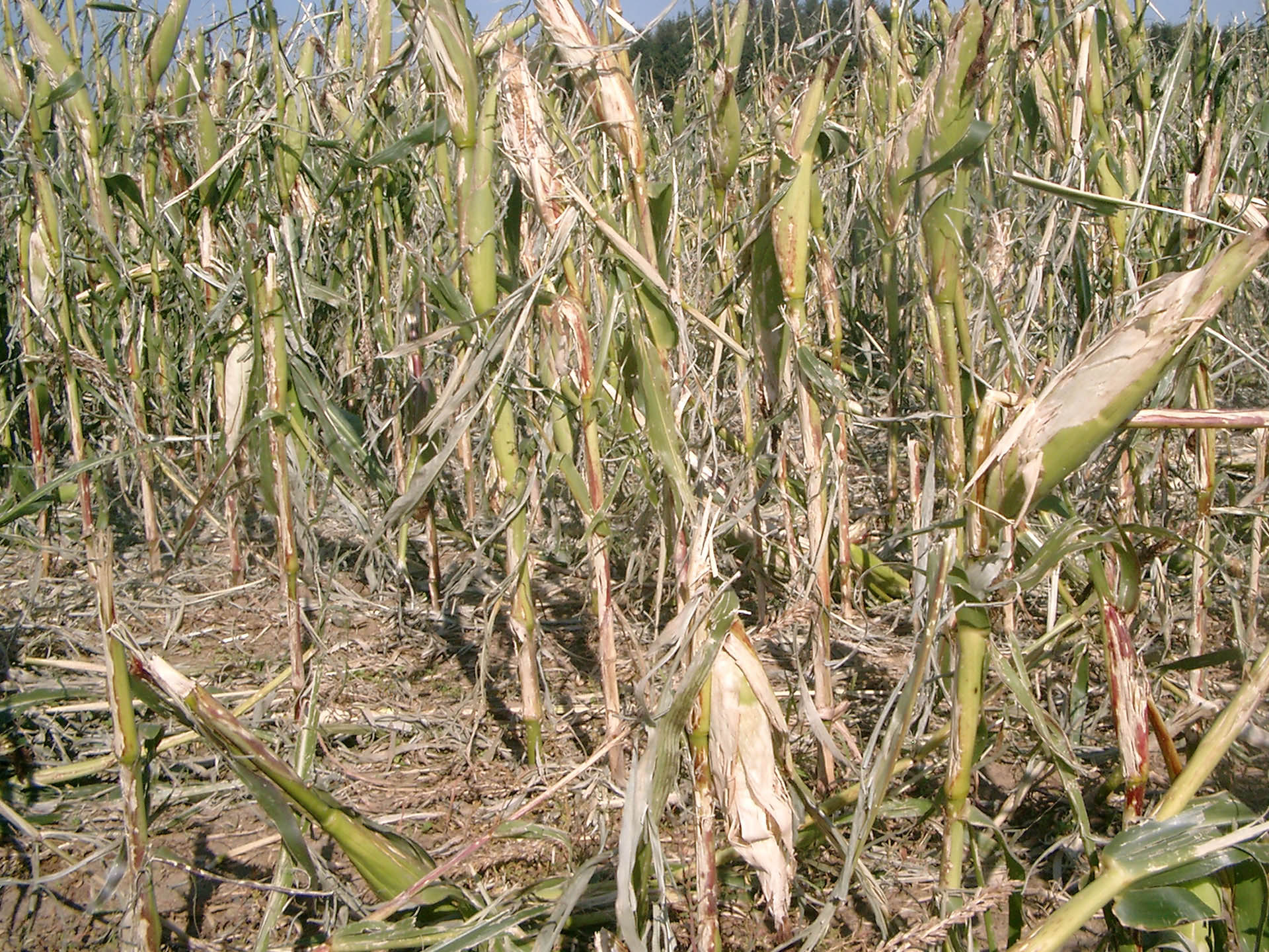 Totalschaden eines Maisbestands kurz vor der Blüte nach einem schweren Hagelunwetter. Bei der VEREINIGTEN HAGEL kann dieser Schaden mit einer Maximalentschädigung von 100% der Versicherungssumme abgesichert werden.