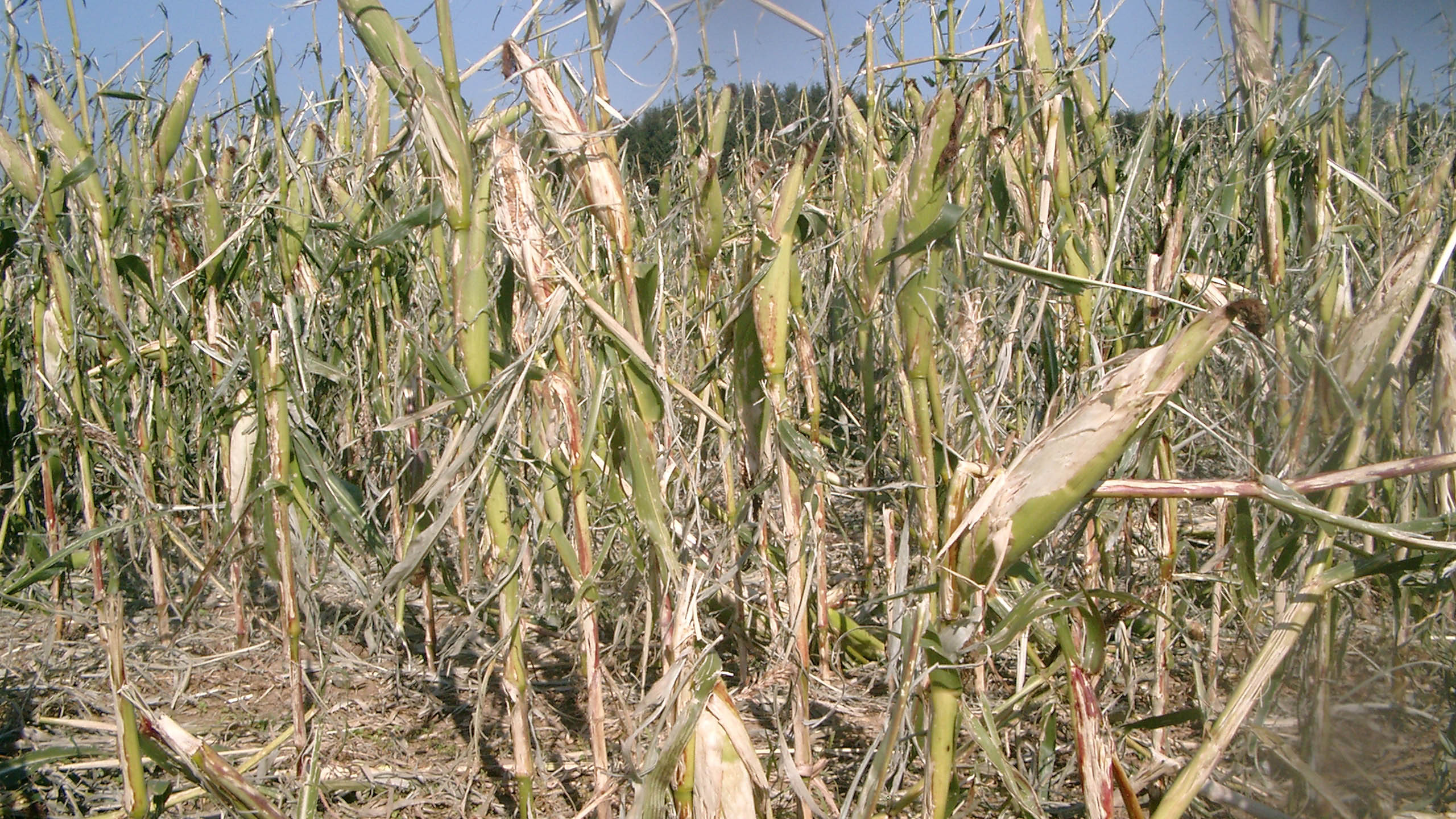 Totalschaden eines Maisbestands kurz vor der Blüte nach einem schweren Hagelunwetter. Bei der VEREINIGTEN HAGEL kann dieser Schaden mit einer Maximalentschädigung von 100% der Versicherungssumme abgesichert werden.