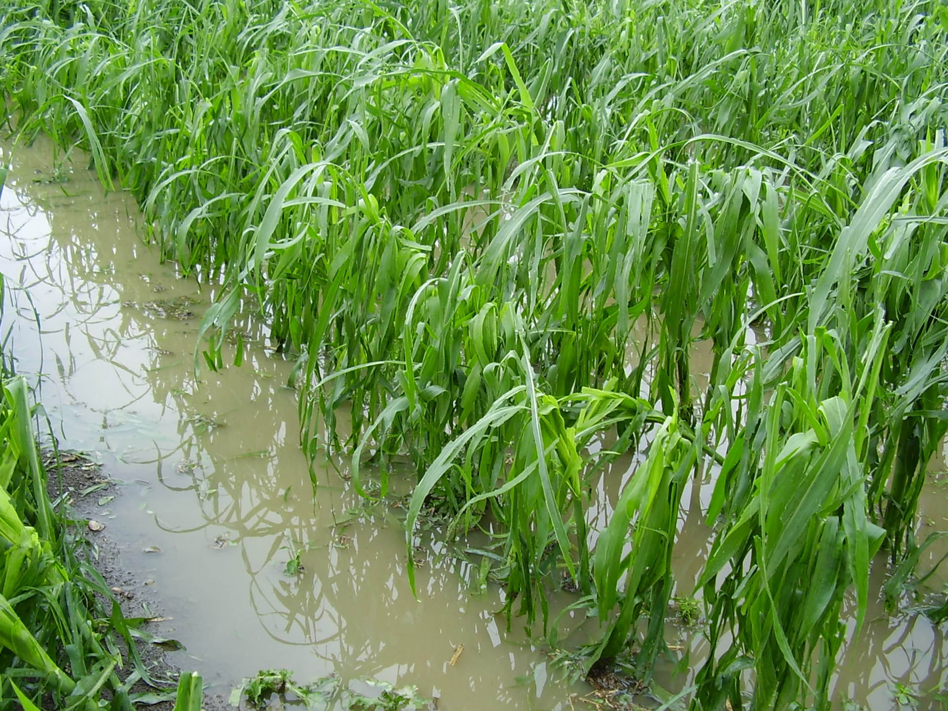 Zware vorst eind april vernietigde de aardbeienbloesems in een jonge plant.