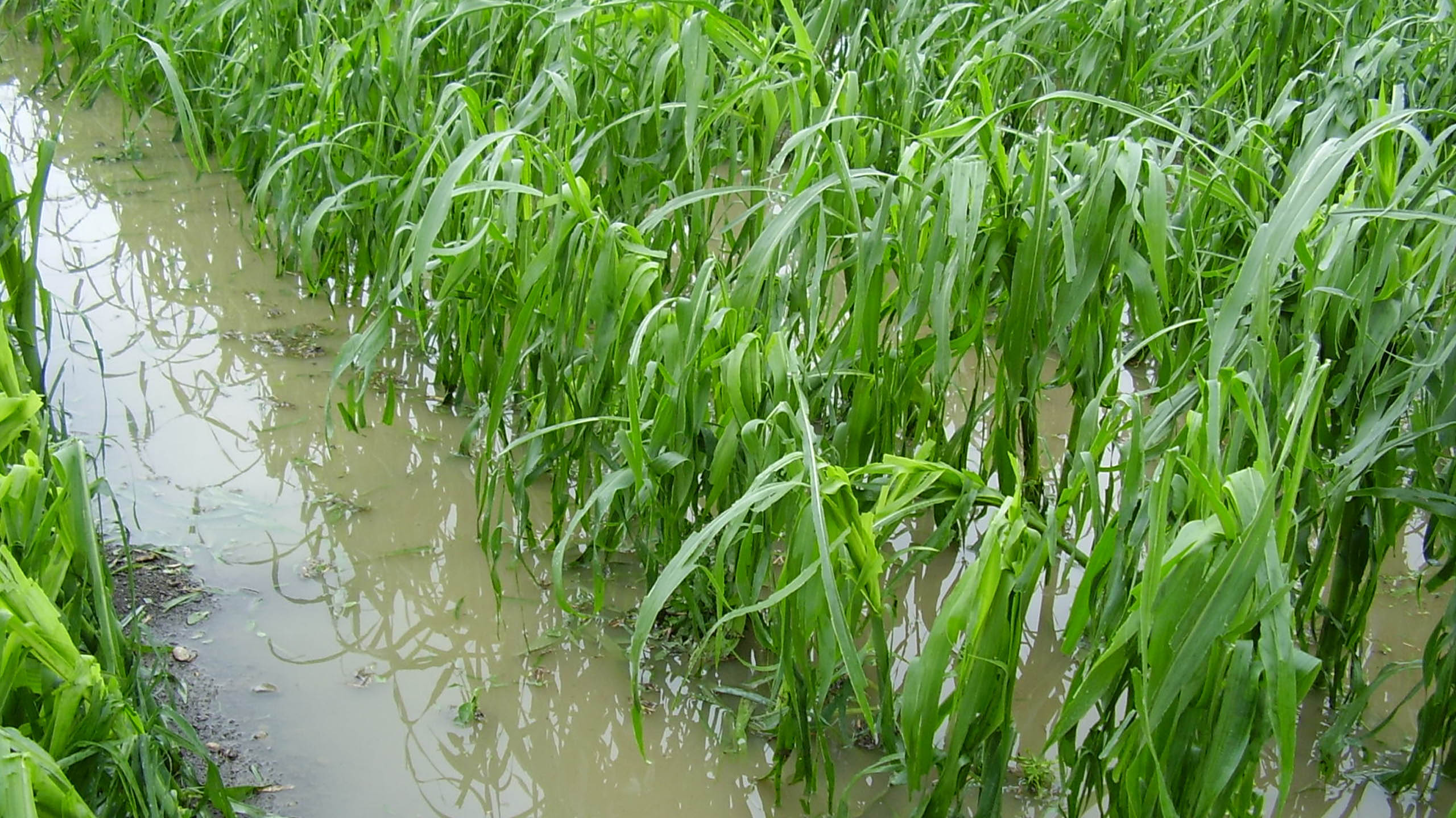 Zware vorst eind april vernietigde de aardbeienbloesems in een jonge plant.