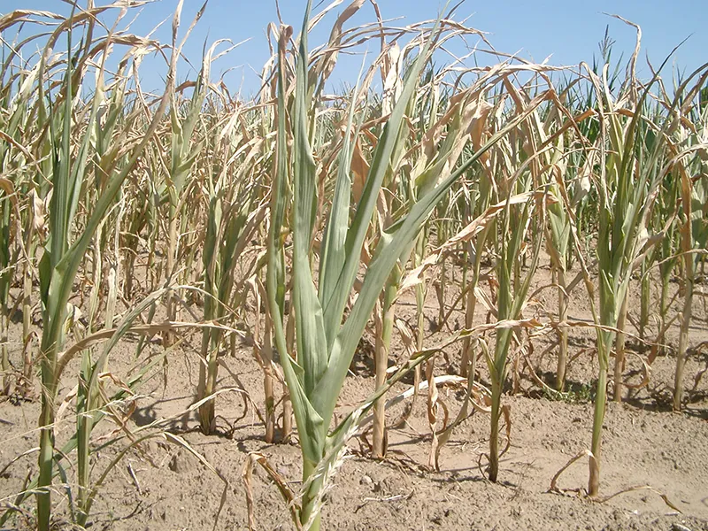 mais landwirtschaft Dürre