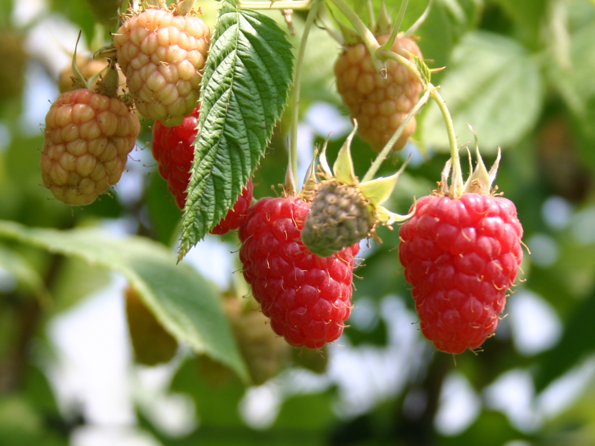 Strauchbeeren