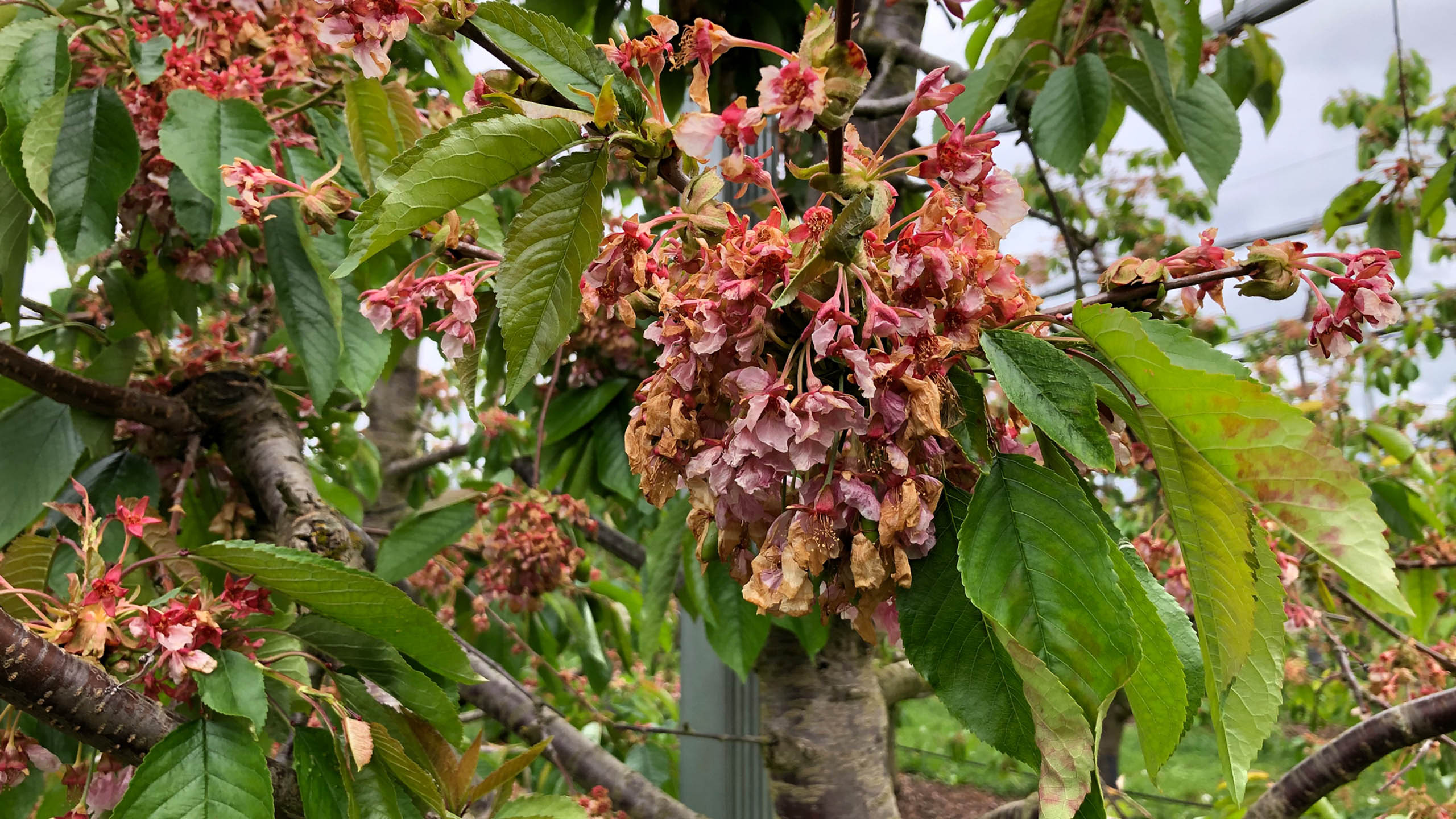 Nach einem schweren Hagelunwetter sind von den oberen Früchten allenfalls noch die Stiele vorhanden. Die unteren, etwas geschützten Früchte weisen starke Anschläge auf. 