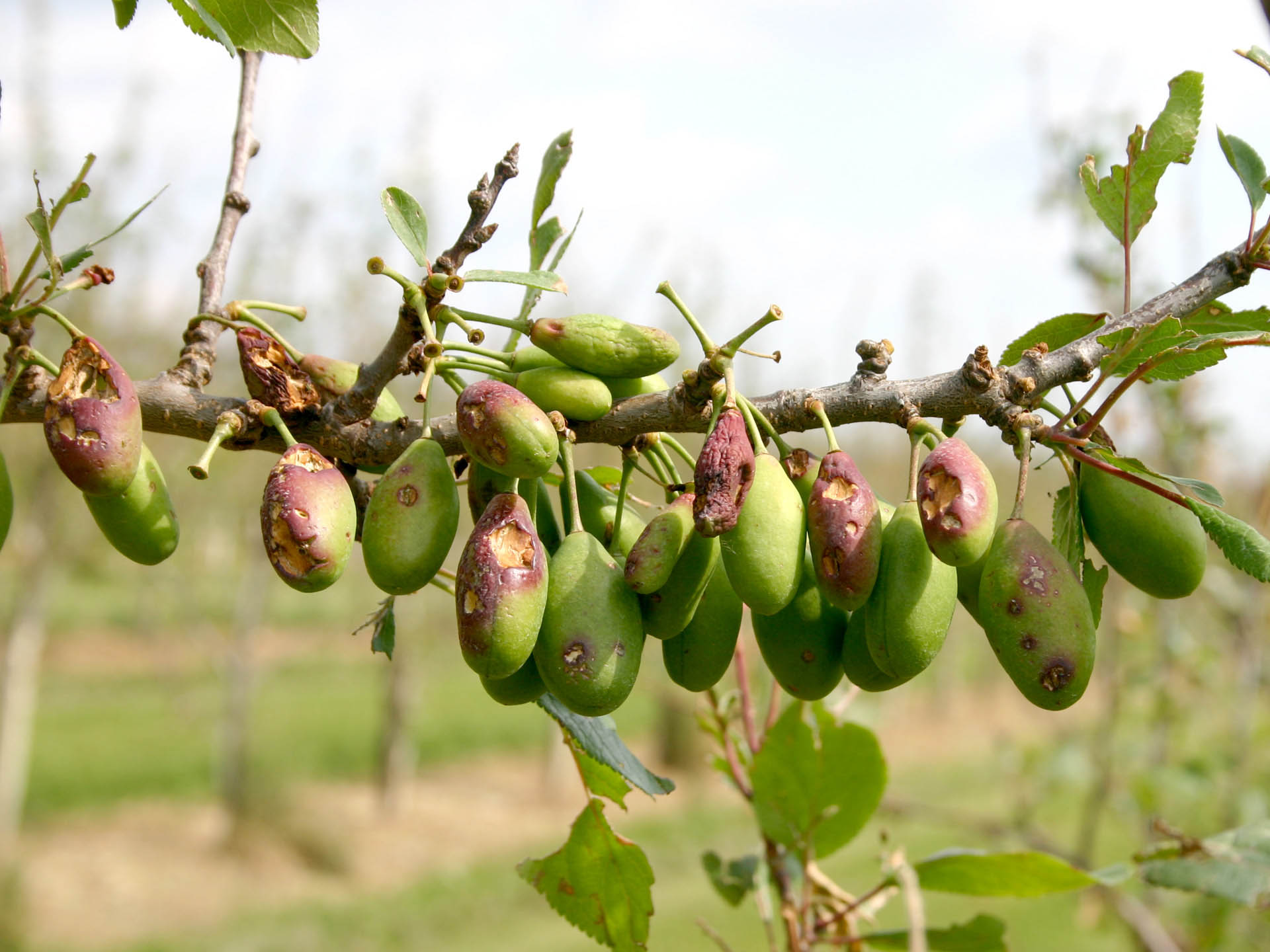 Bei Kirschen zeichnen sich nach einem Hagelunwetter deutliche Anschläge und Fruchthautdurchschläge ab. Die Früchte sind nicht mehr als Tafelobst zu vermarkten.