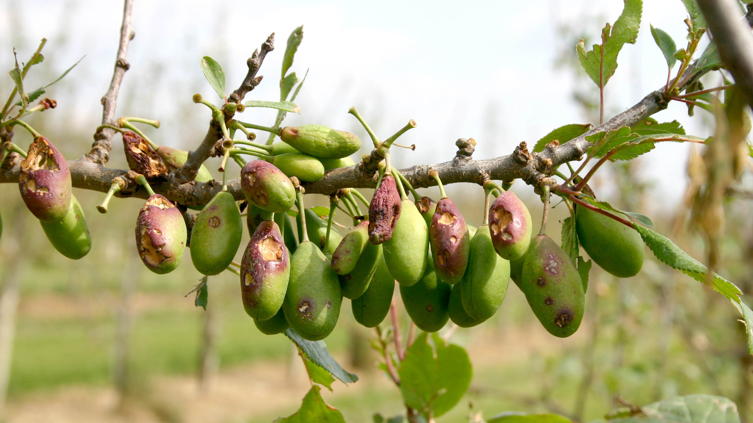 Bei Kirschen zeichnen sich nach einem Hagelunwetter deutliche Anschläge und Fruchthautdurchschläge ab. Die Früchte sind nicht mehr als Tafelobst zu vermarkten.