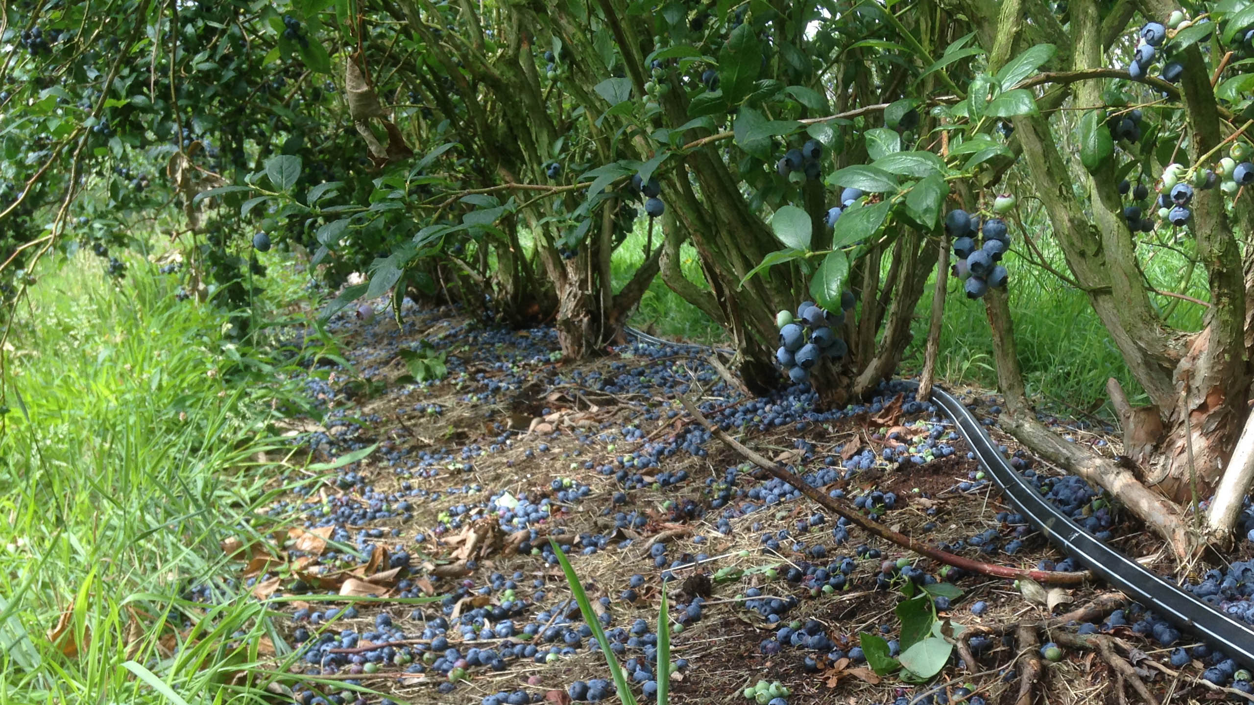 Durch Hagel werden Johannisbeeren ab- und angeschlagen. Die Rispen sind nicht mehr vollständig und entsprechen nicht den Marktanforderungen.