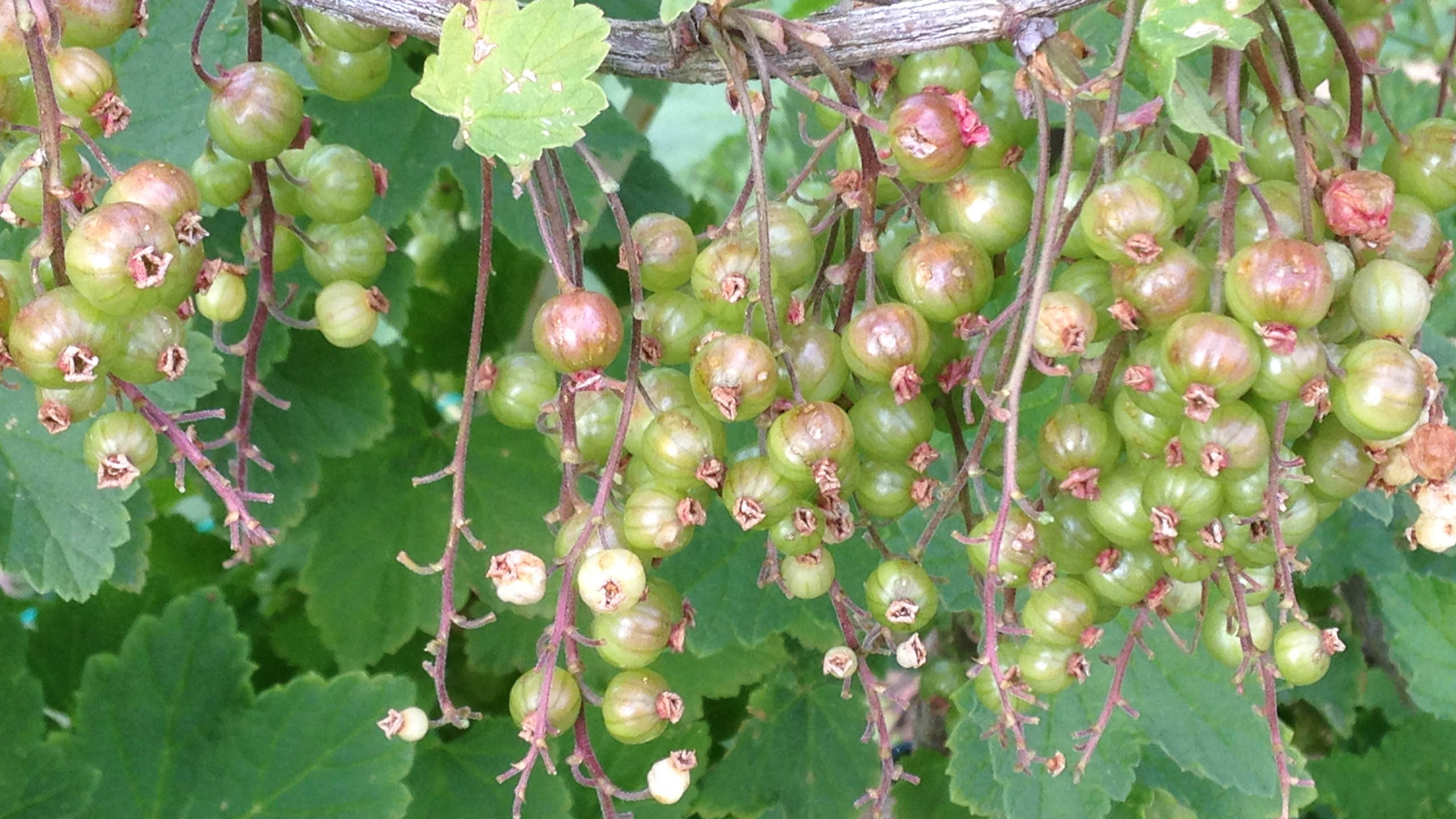 Nach schwerem Hagel ist die gesamte Ernte verloren. Die wenigen verbliebenen Früchte weisen tiefe Anschläge auf. 