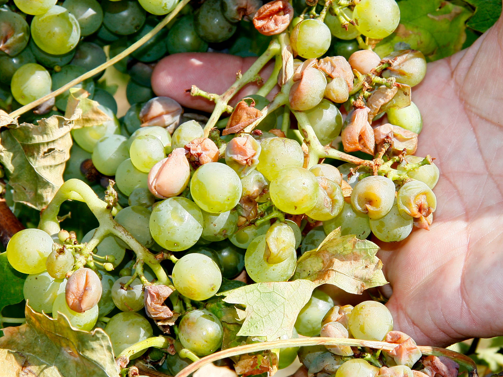 Nach einem Spätschaden im Wein können witterungsabhängig Folgeschäden entstehen. 