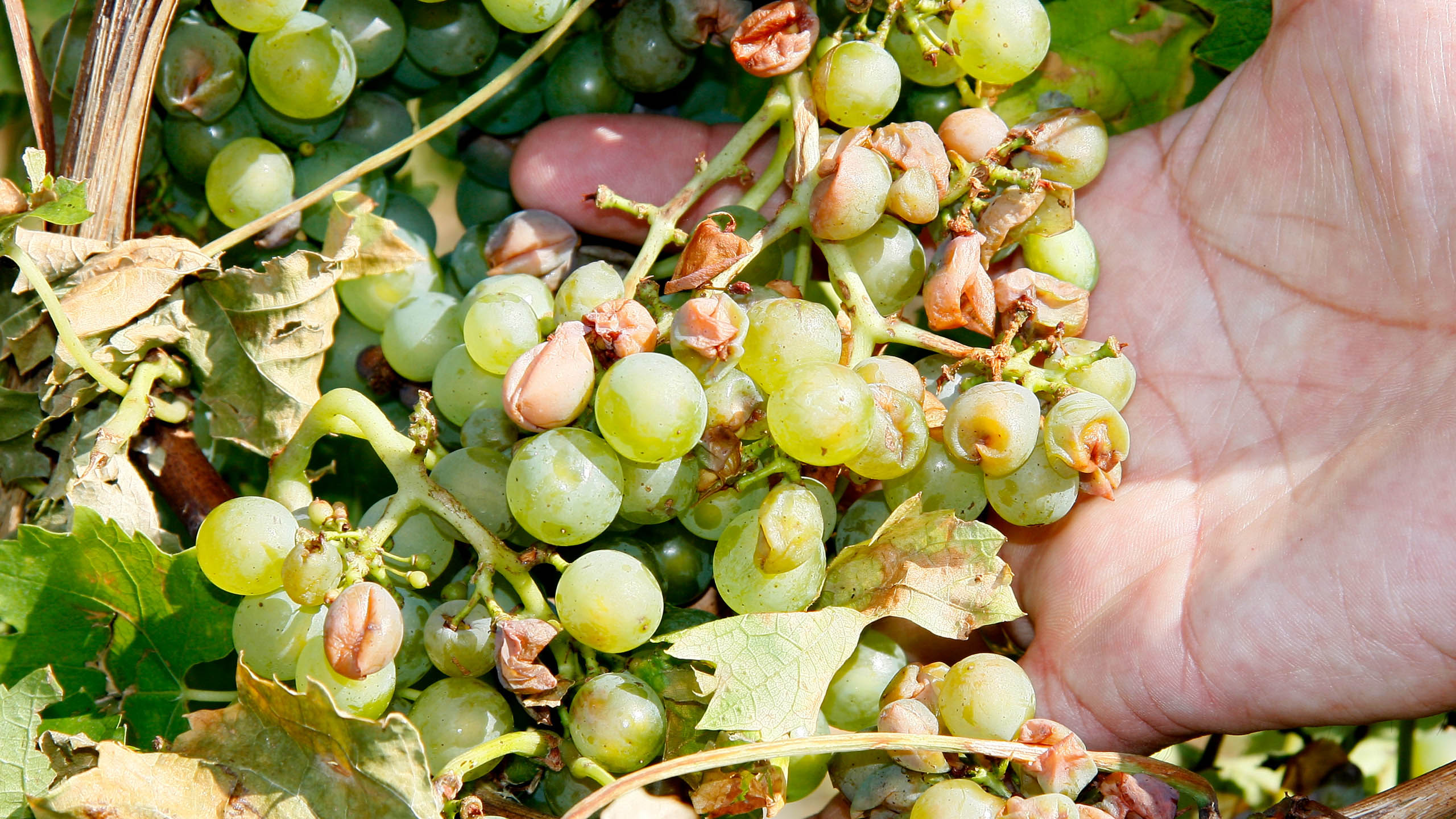 Nach einem Spätschaden im Wein können witterungsabhängig Folgeschäden entstehen. 